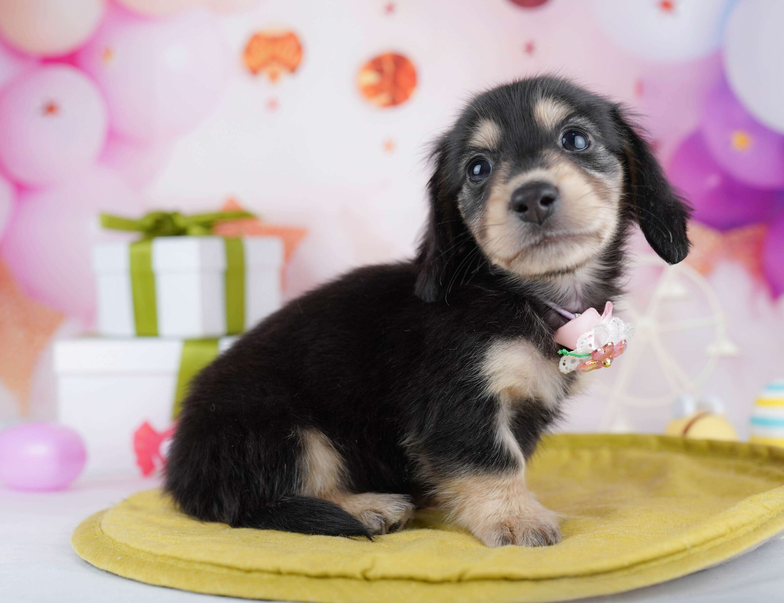 チワックス | 男の子 | ブラック＆タン | 2026年1月22日