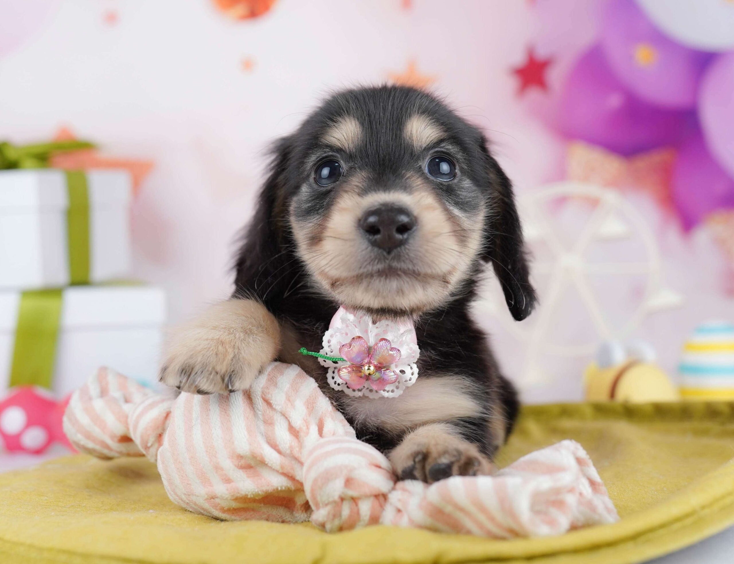 チワックス | 男の子 | ブラック＆タン | 2026年1月22日