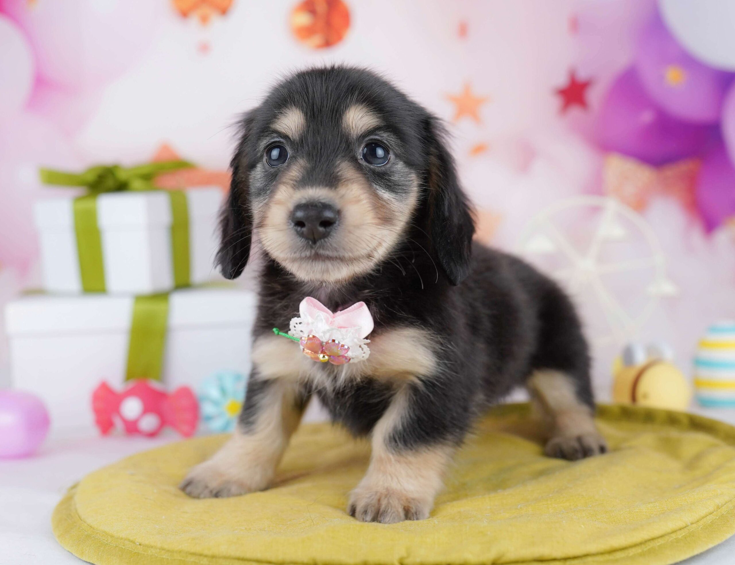 チワックス | 男の子 | ブラック＆タン | 2026年1月22日