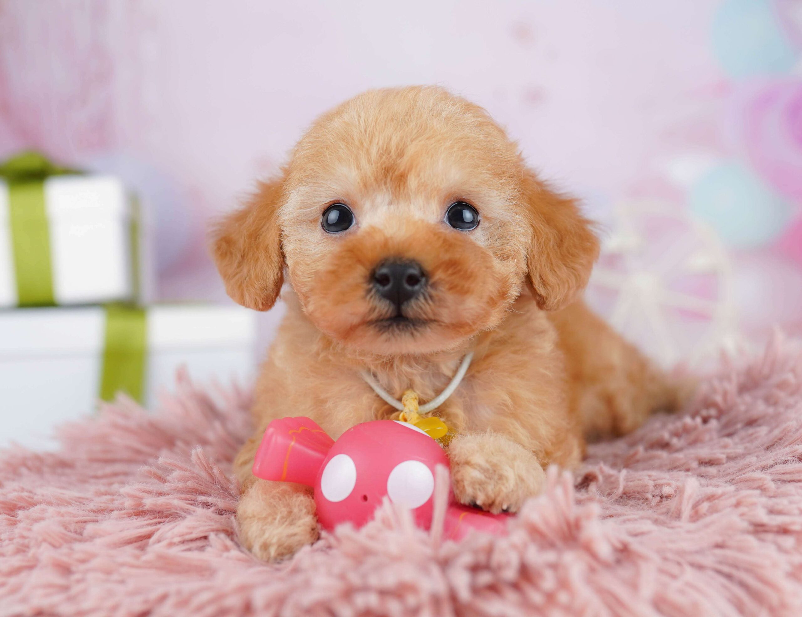 トイ・プードル | 男の子 | レッド | 2026年1月23日