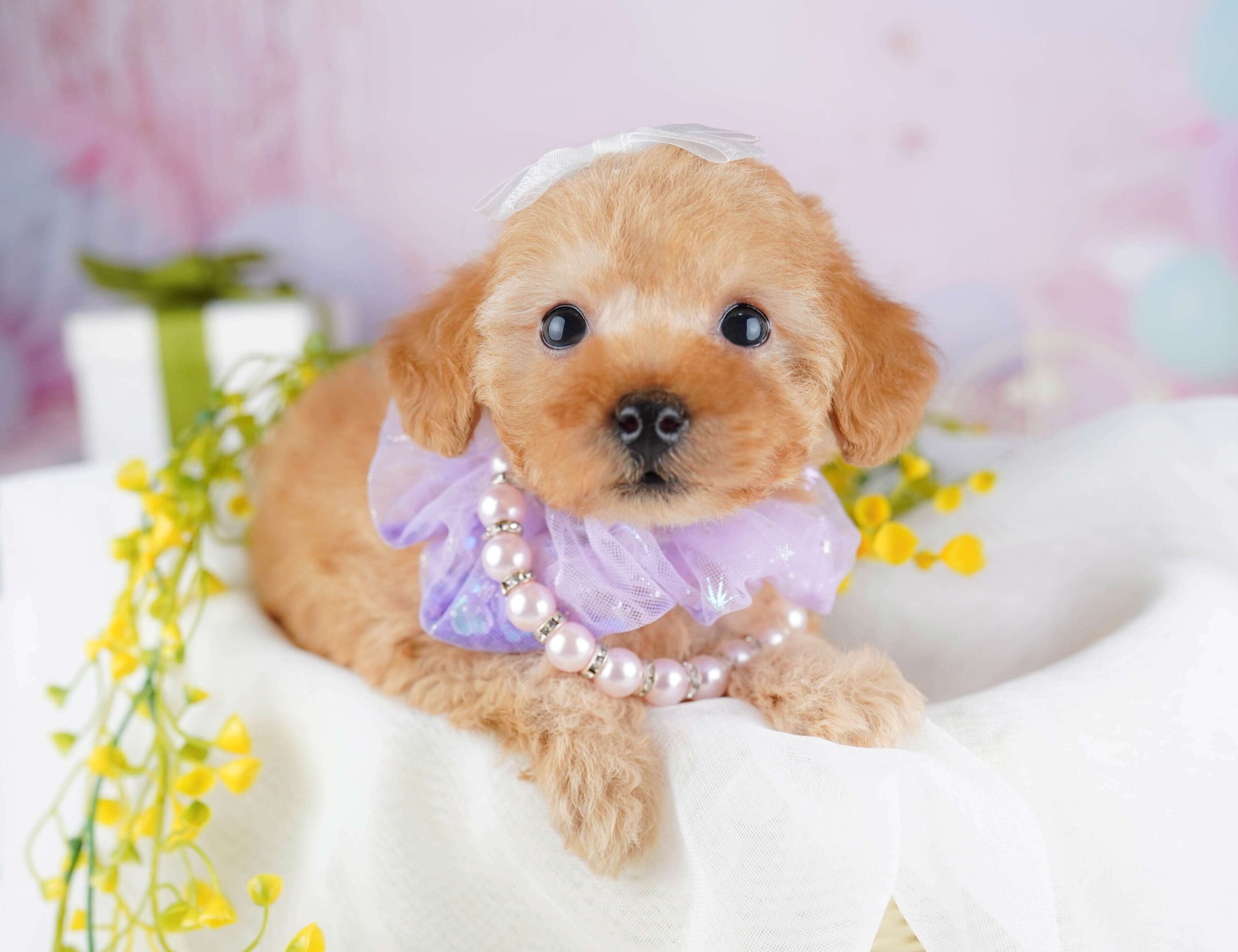 トイ・プードル | 男の子 | レッド | 2026年1月23日