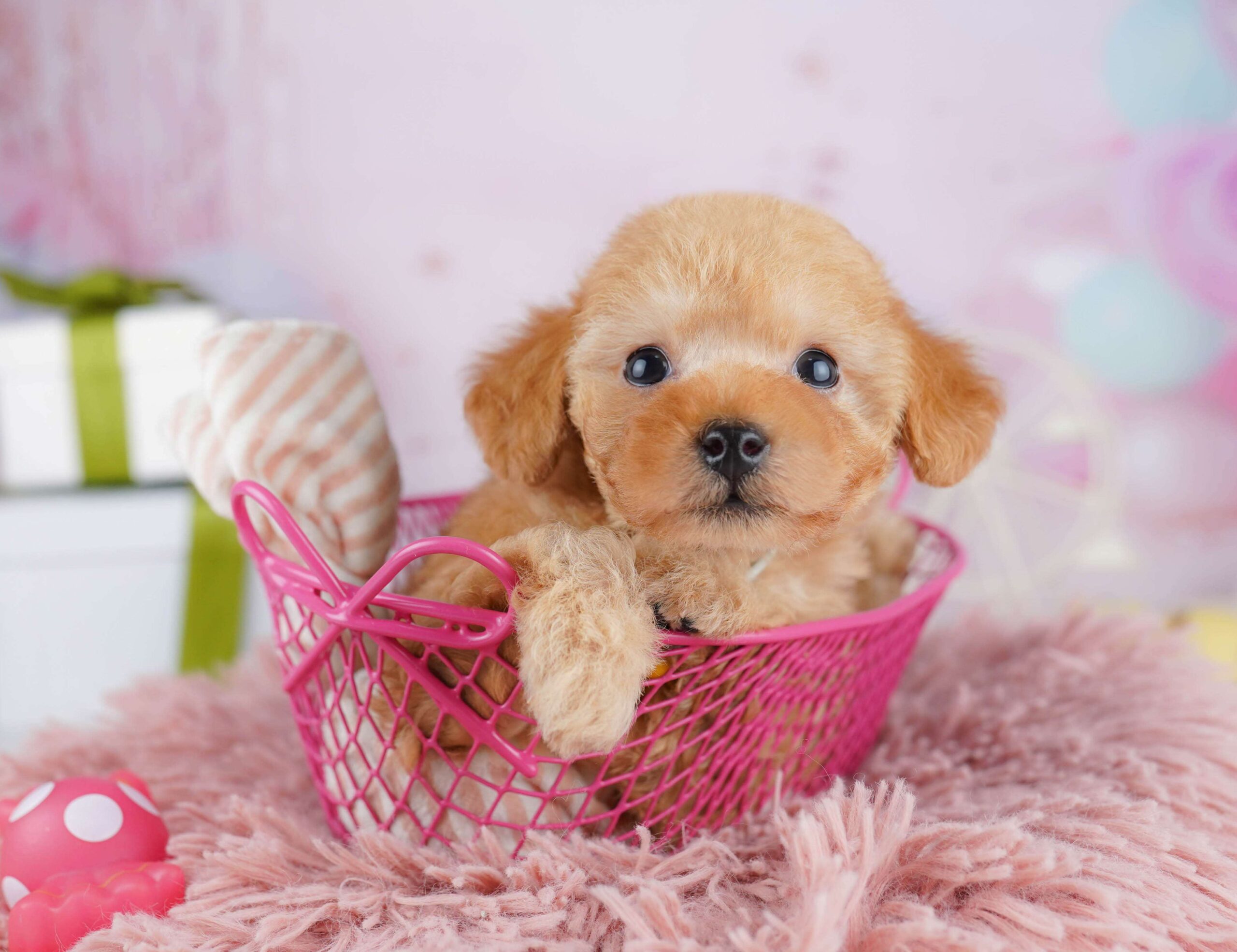 トイ・プードル | 男の子 | レッド | 2026年1月23日