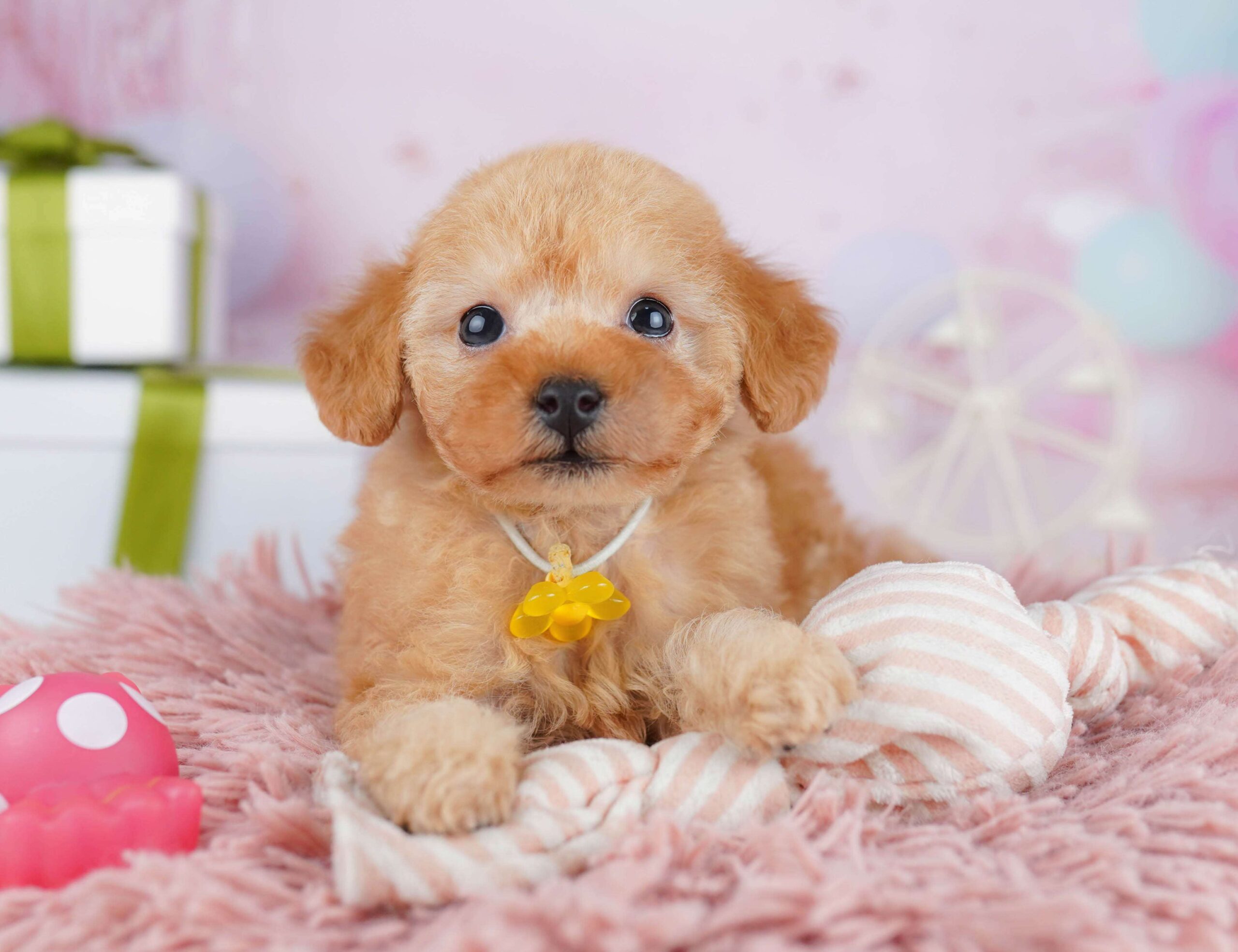 トイ・プードル | 男の子 | レッド | 2026年1月23日