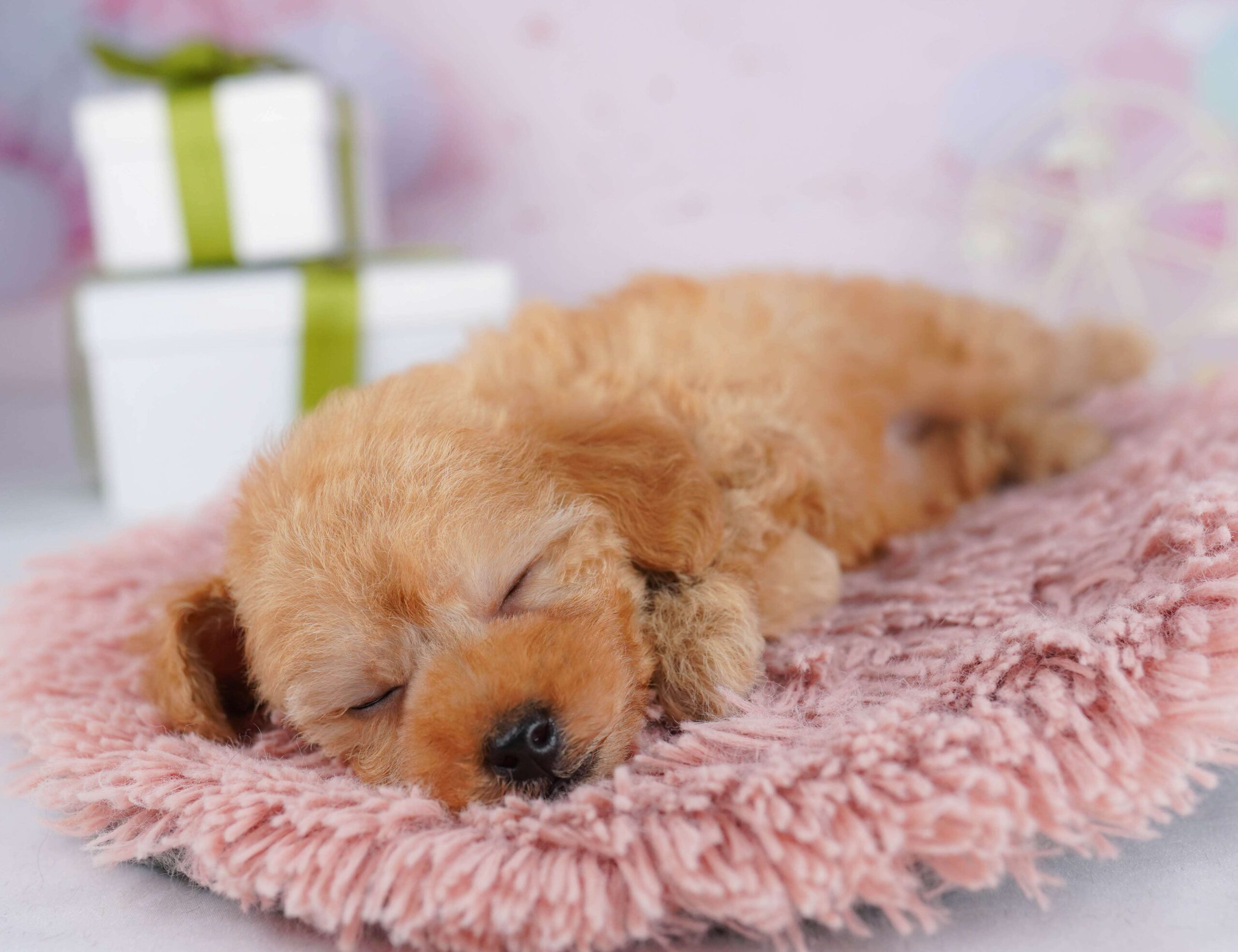 トイ・プードル | 男の子 | レッド | 2026年1月23日