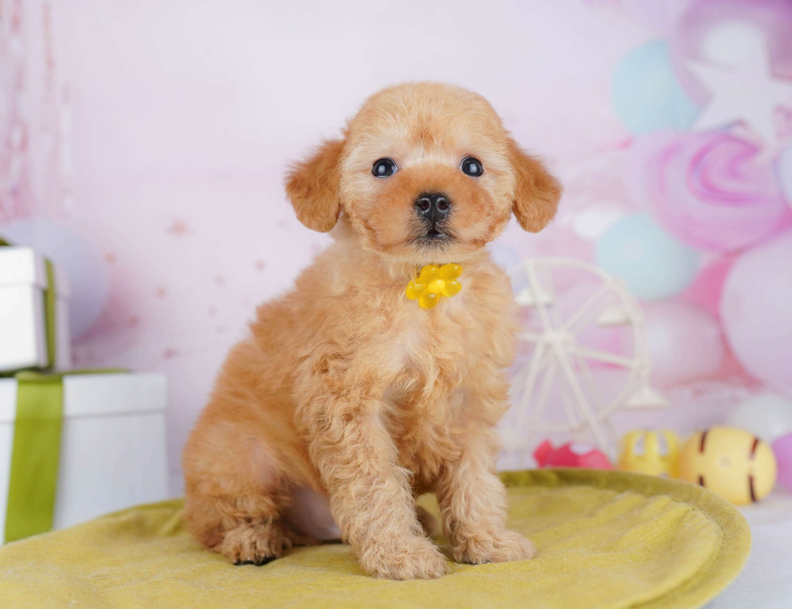 トイ・プードル | 男の子 | レッド | 2026年1月23日