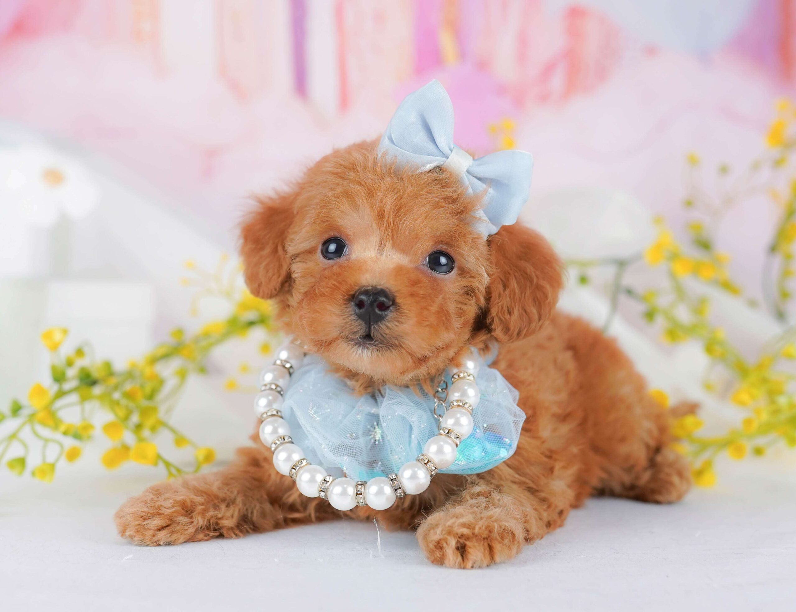 トイ・プードル | 女の子 | レッド | 2026年1月23日