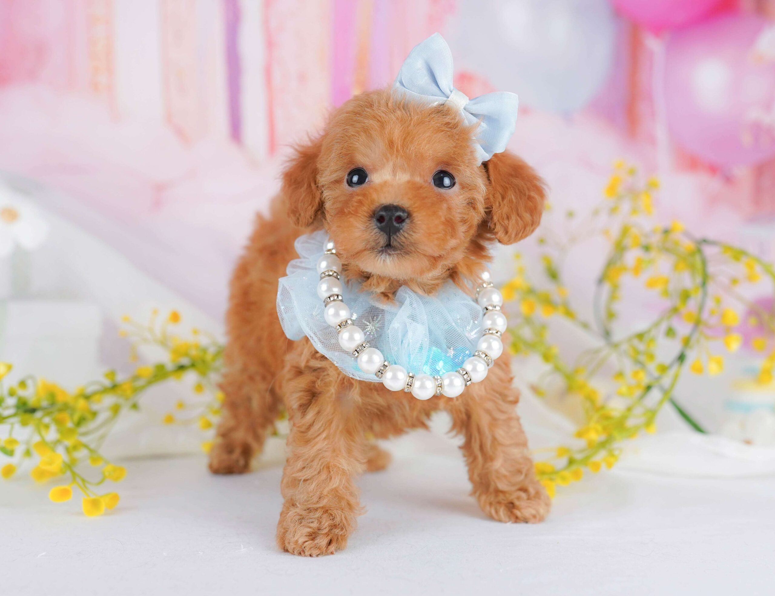 トイ・プードル | 女の子 | レッド | 2026年1月23日