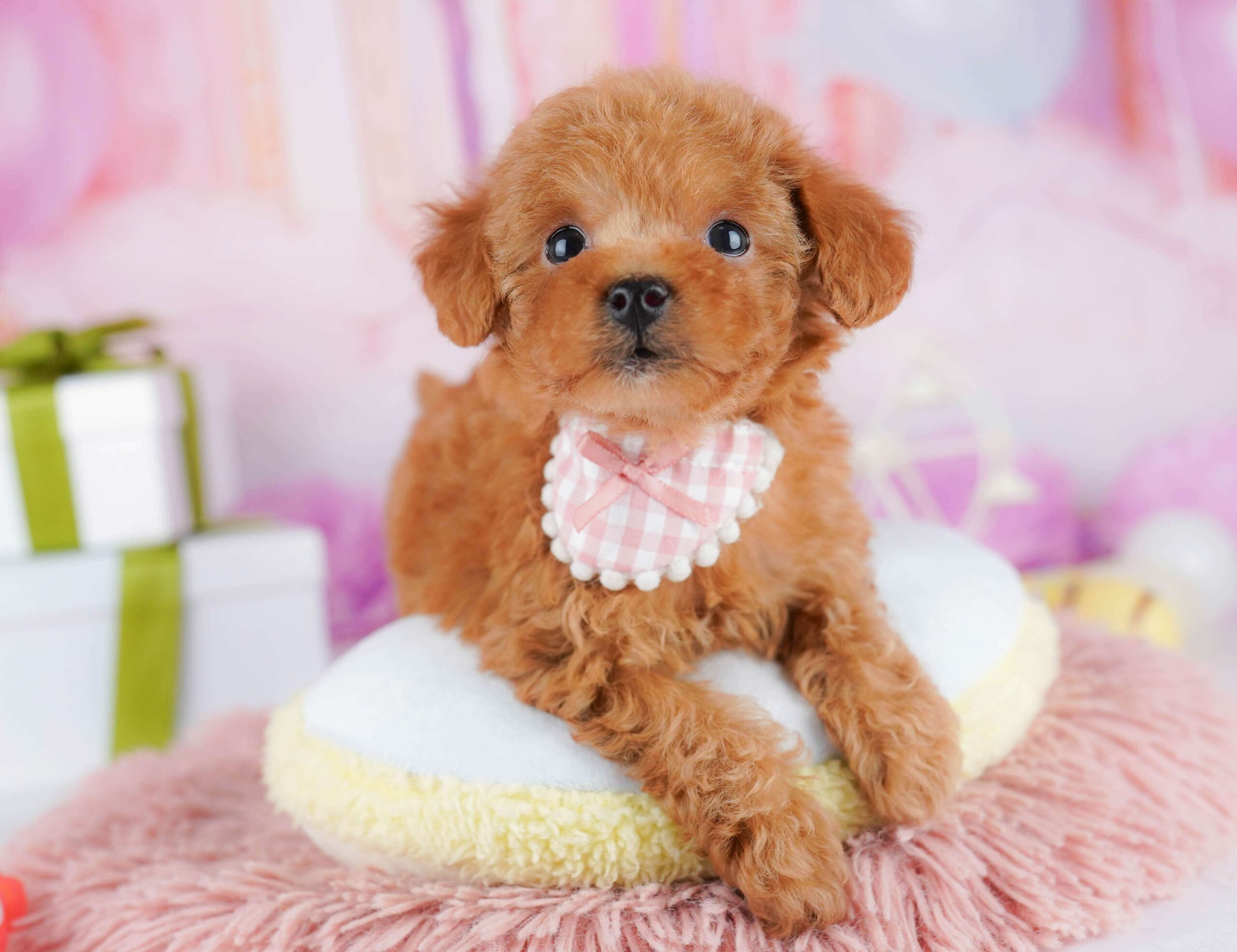 トイ・プードル | 女の子 | レッド | 2026年1月23日