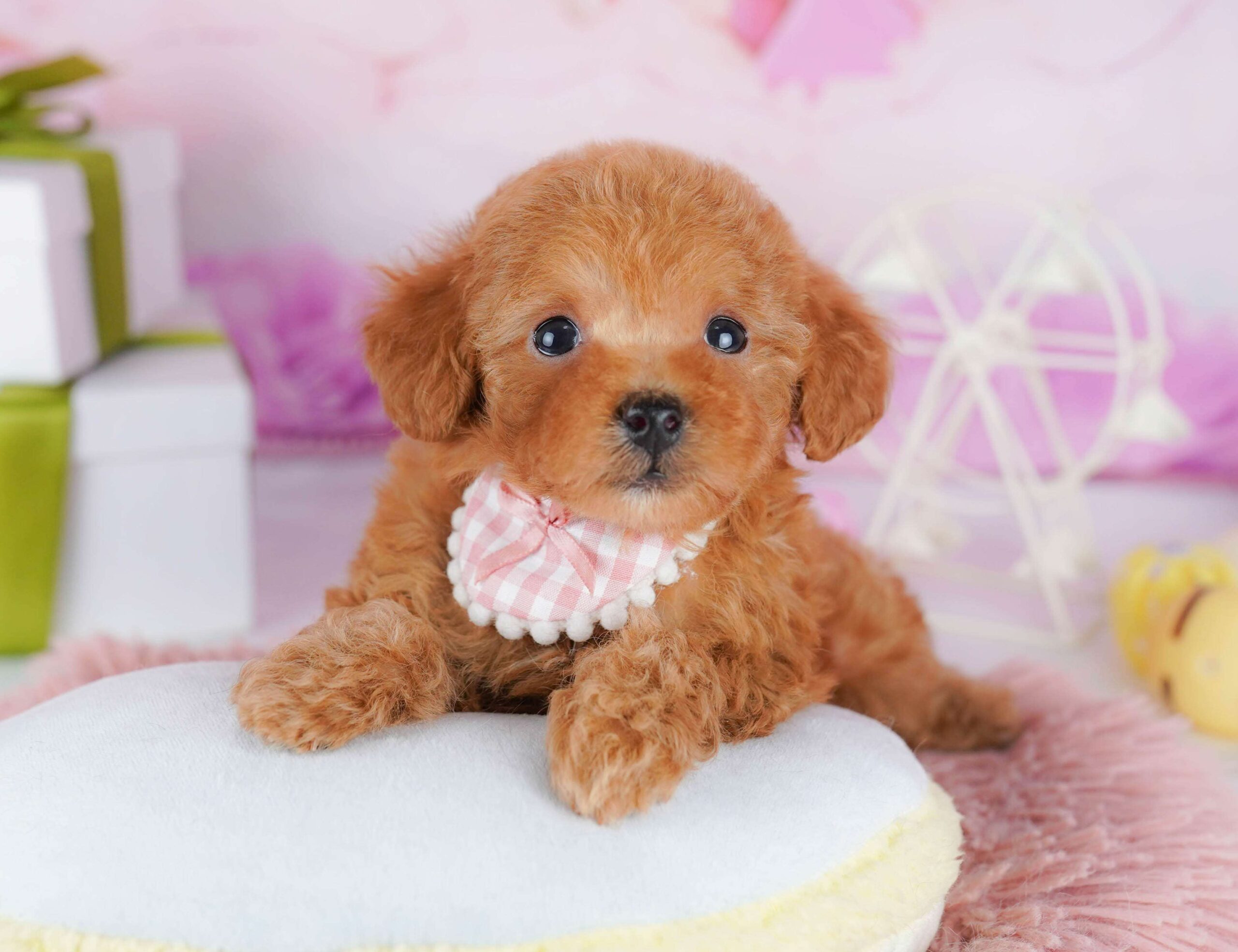 トイ・プードル | 女の子 | レッド | 2026年1月23日