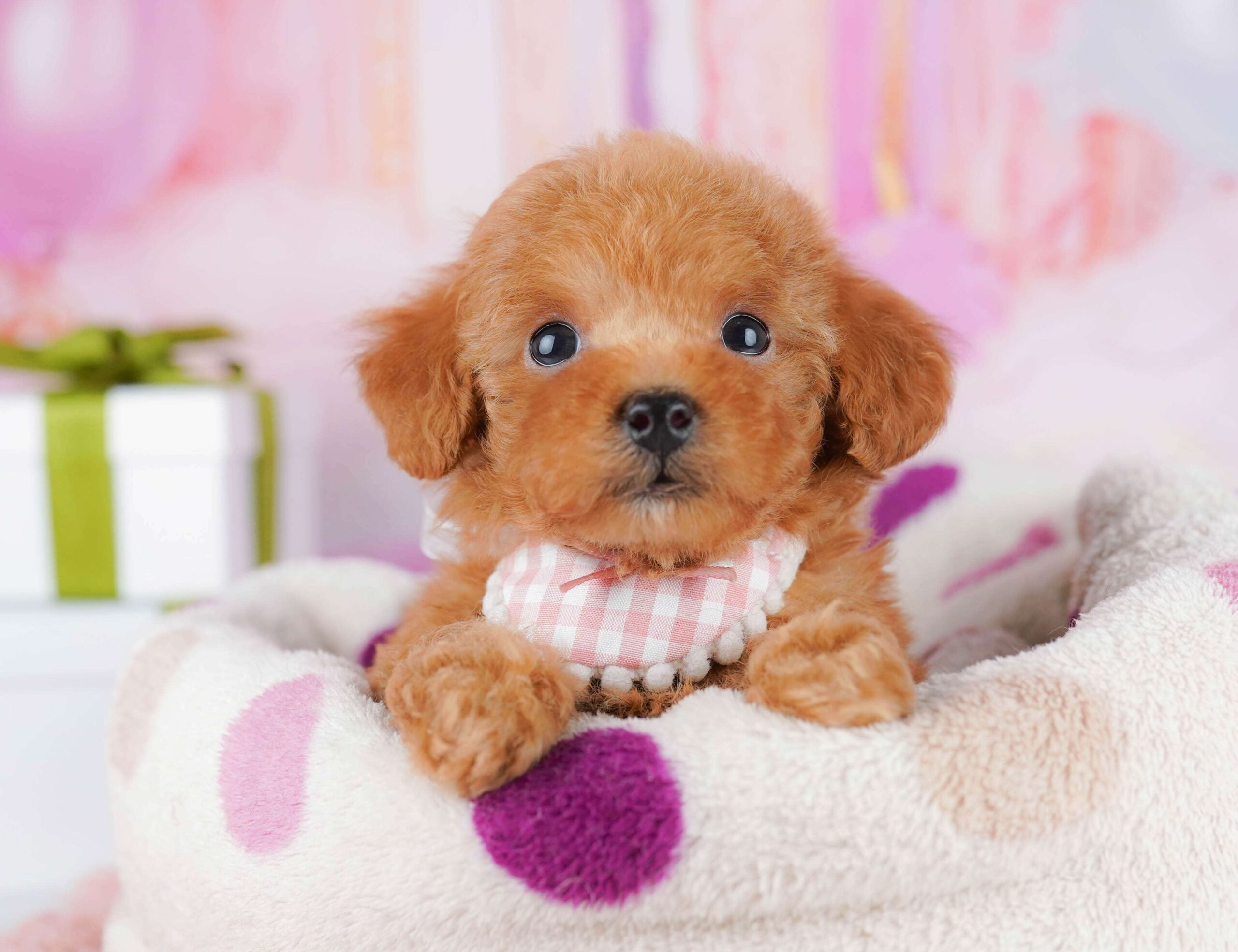 トイ・プードル | 女の子 | レッド | 2026年1月23日