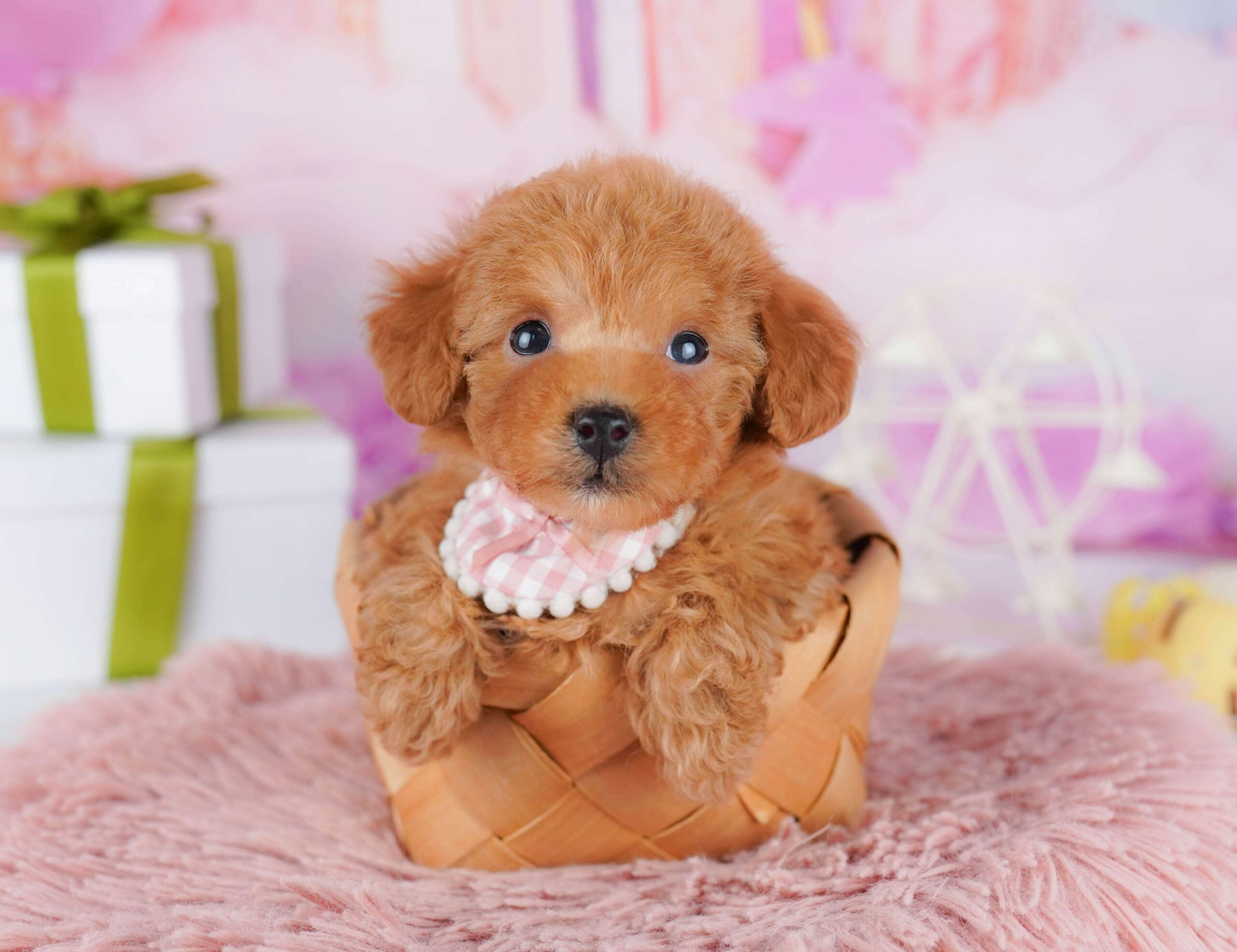 トイ・プードル | 女の子 | レッド | 2026年1月23日