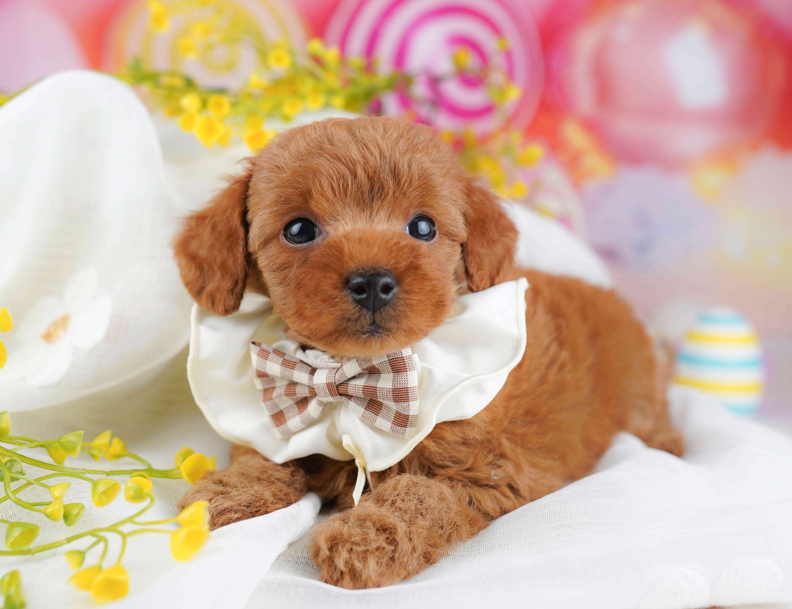 トイ・プードル | 男の子 | レッド | 2026年1月23日