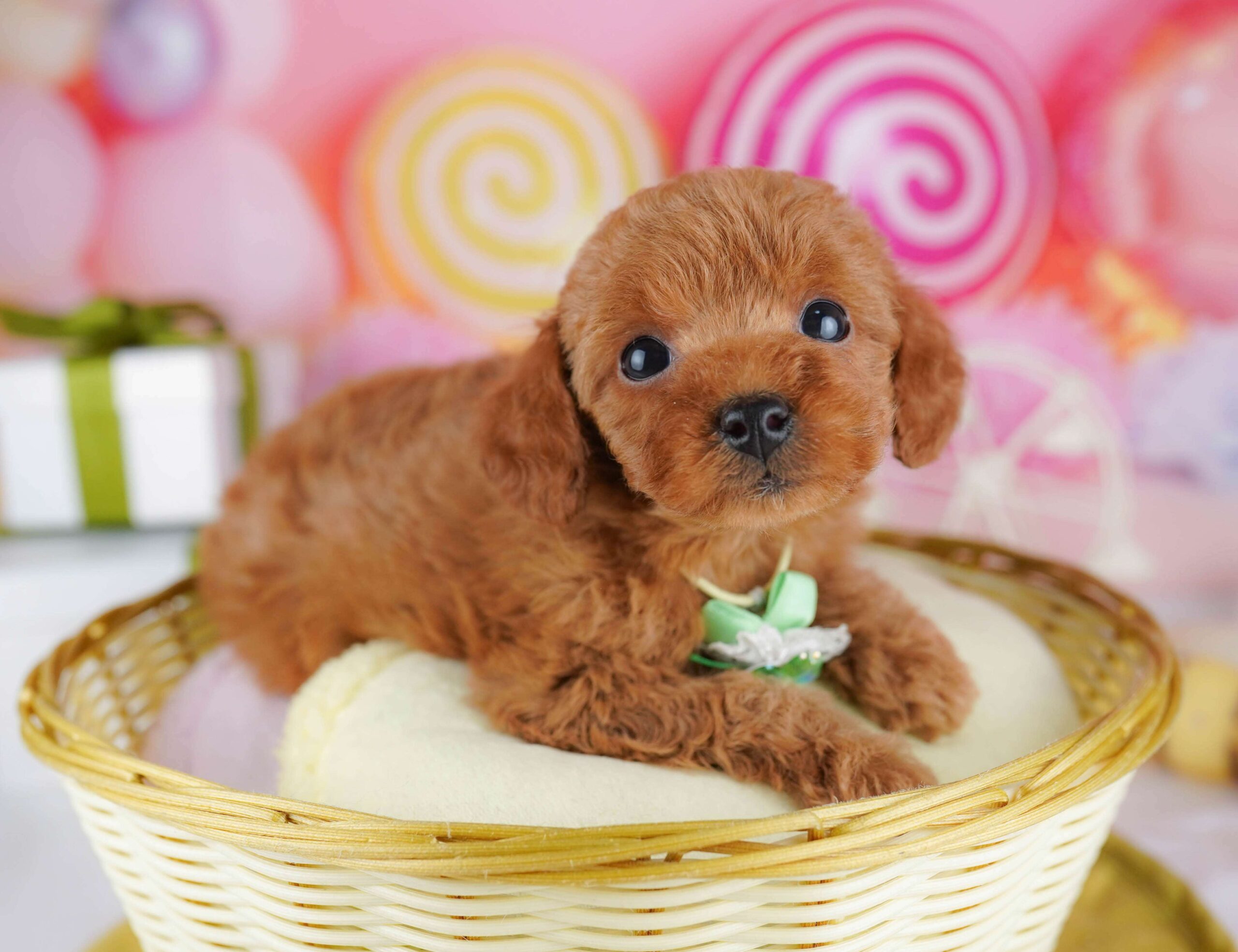 トイ・プードル | 男の子 | レッド | 2026年1月23日