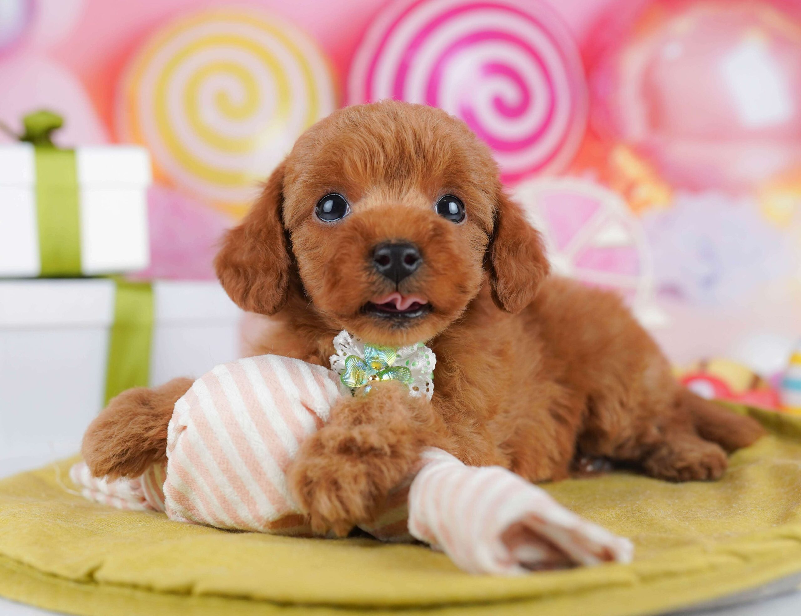 トイ・プードル | 男の子 | レッド | 2026年1月23日