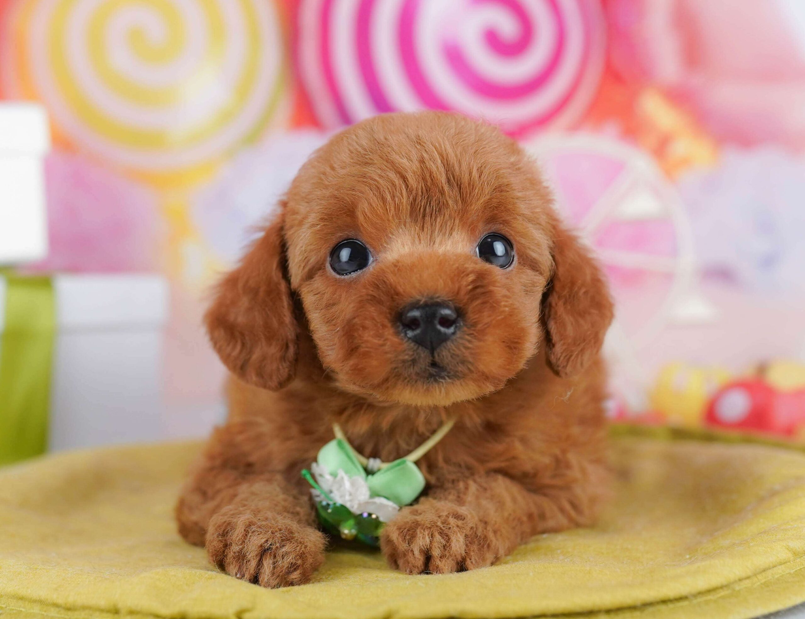 トイ・プードル | 男の子 | レッド | 2026年1月23日