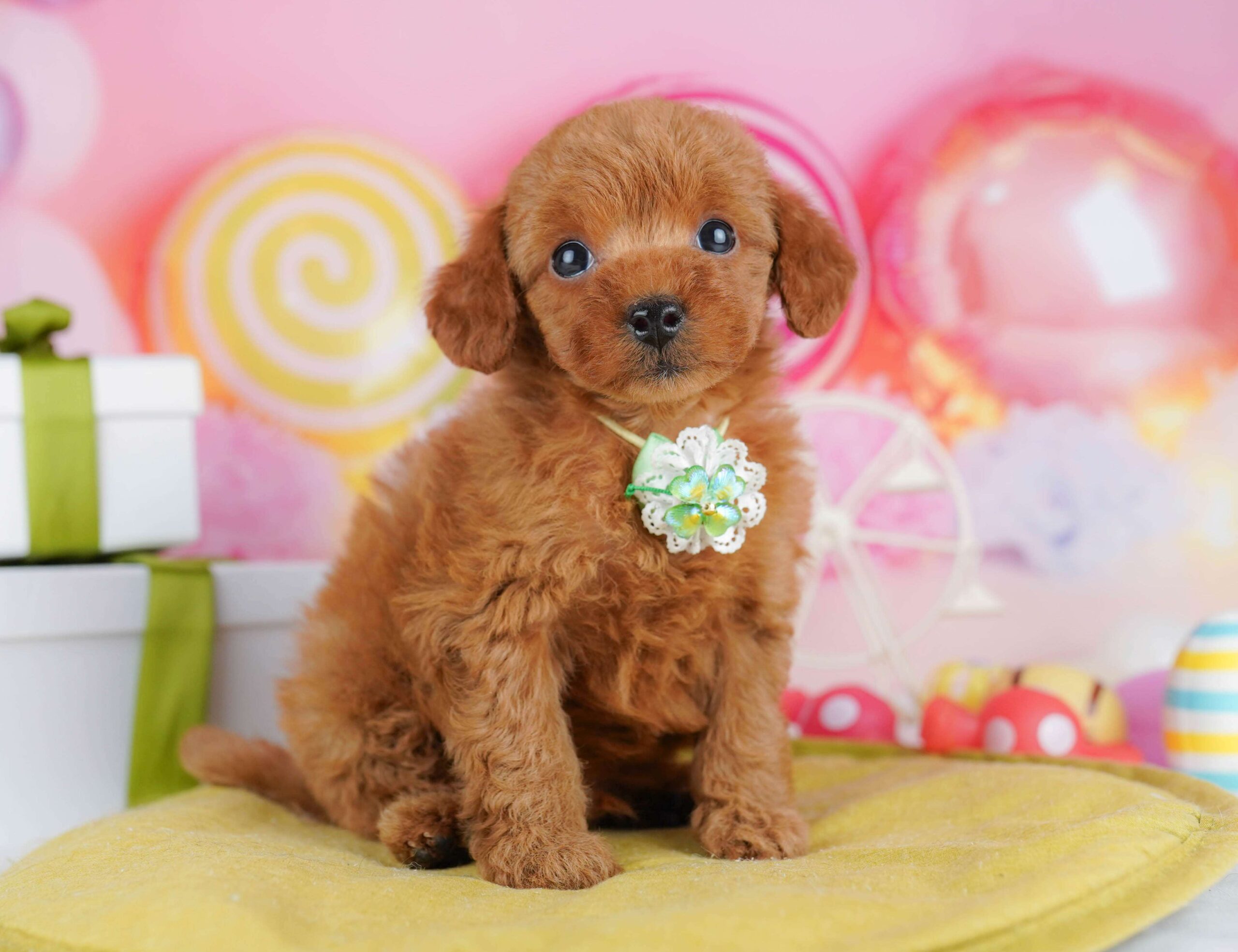 トイ・プードル | 男の子 | レッド | 2026年1月23日