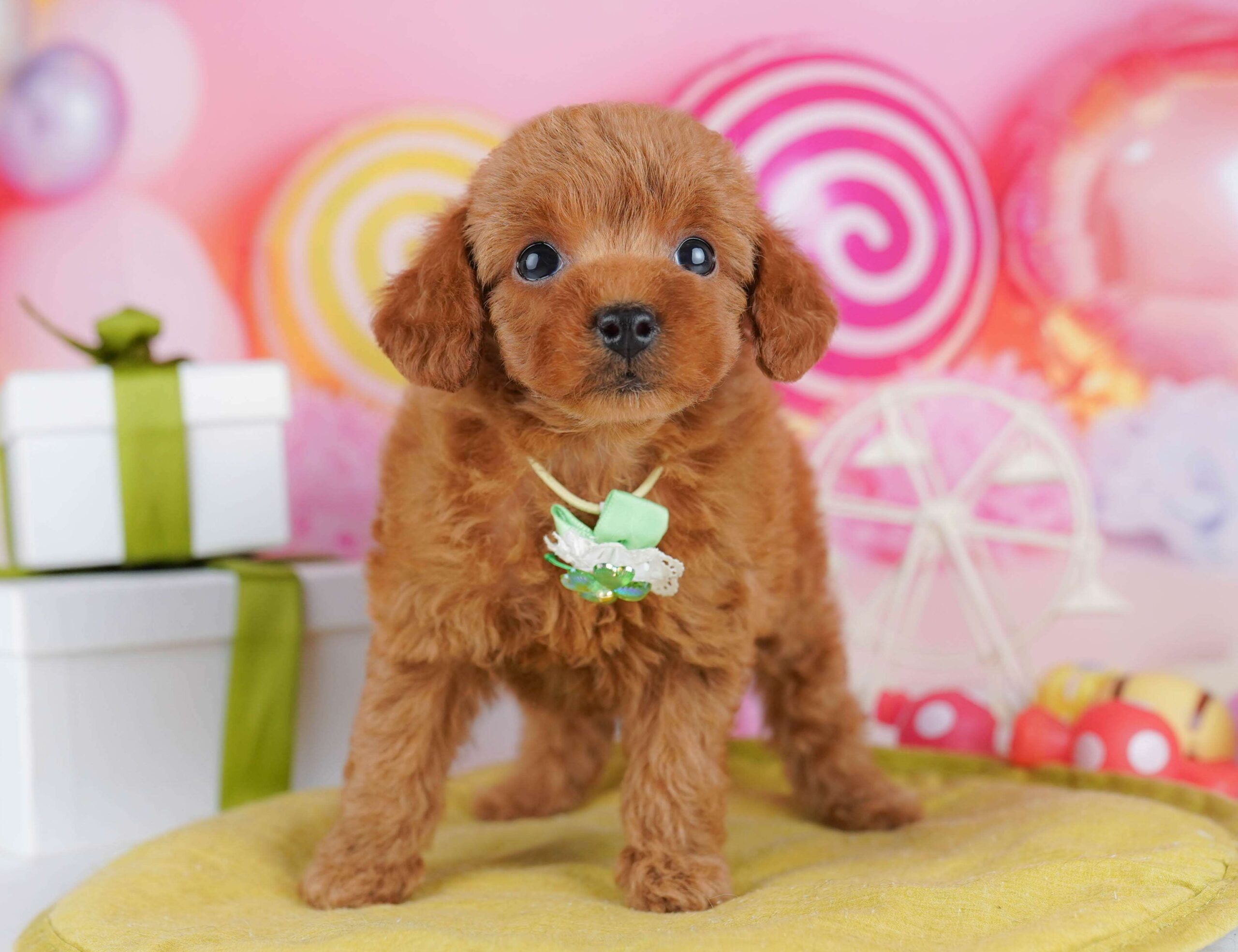 トイ・プードル | 男の子 | レッド | 2026年1月23日