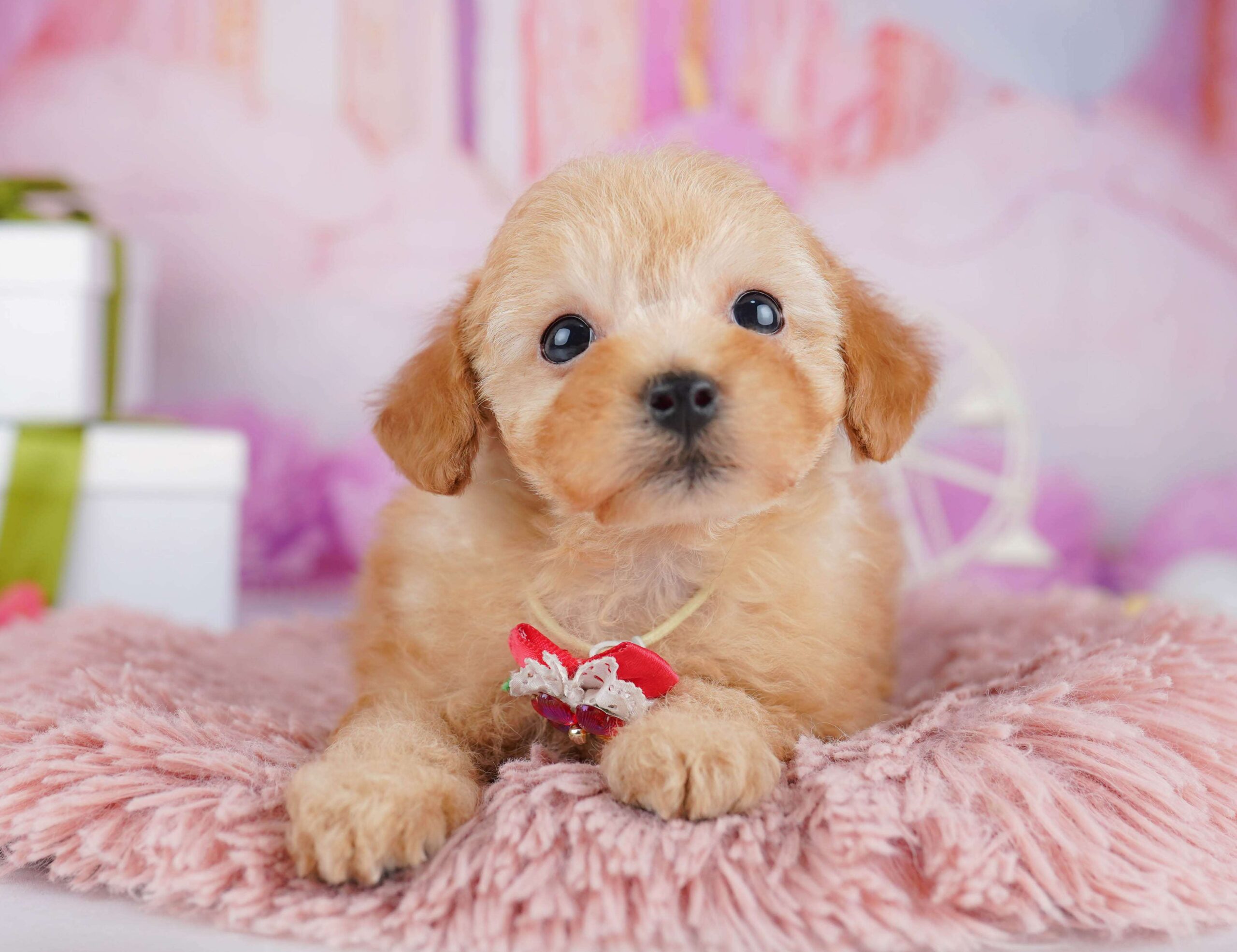 トイ・プードル | 男の子 | レッド | 2026年1月23日