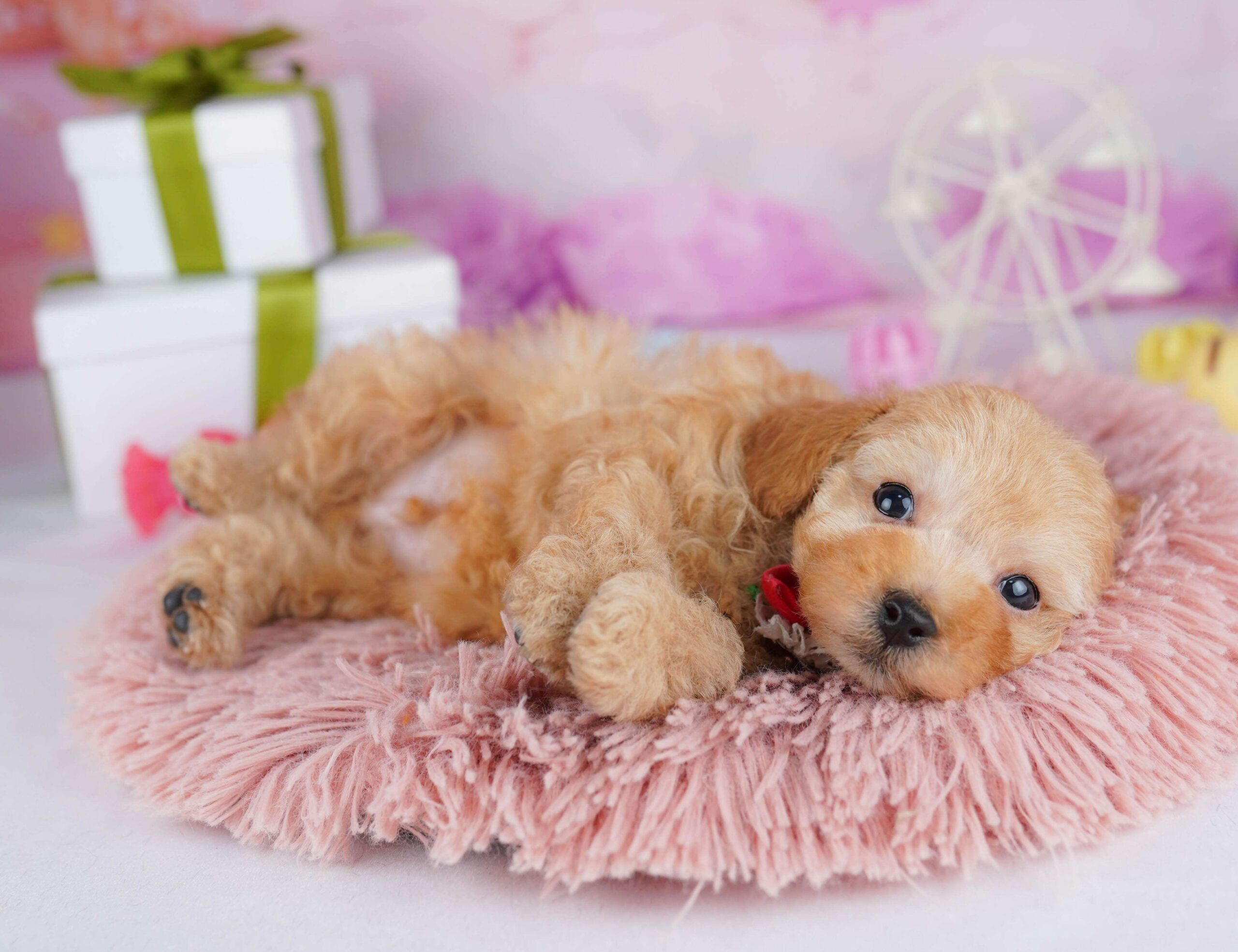 トイ・プードル | 男の子 | レッド | 2026年1月23日