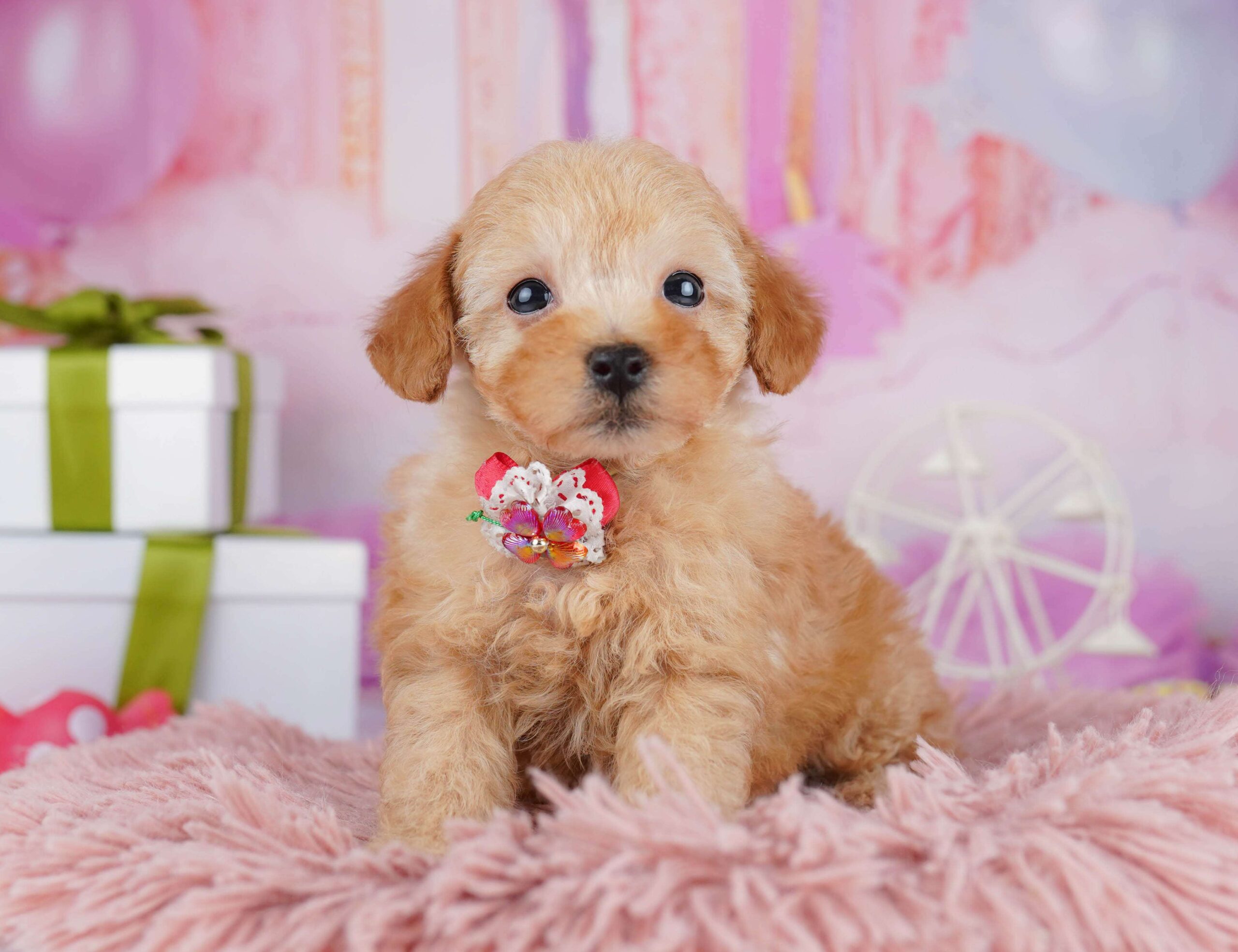 トイ・プードル | 男の子 | レッド | 2026年1月23日