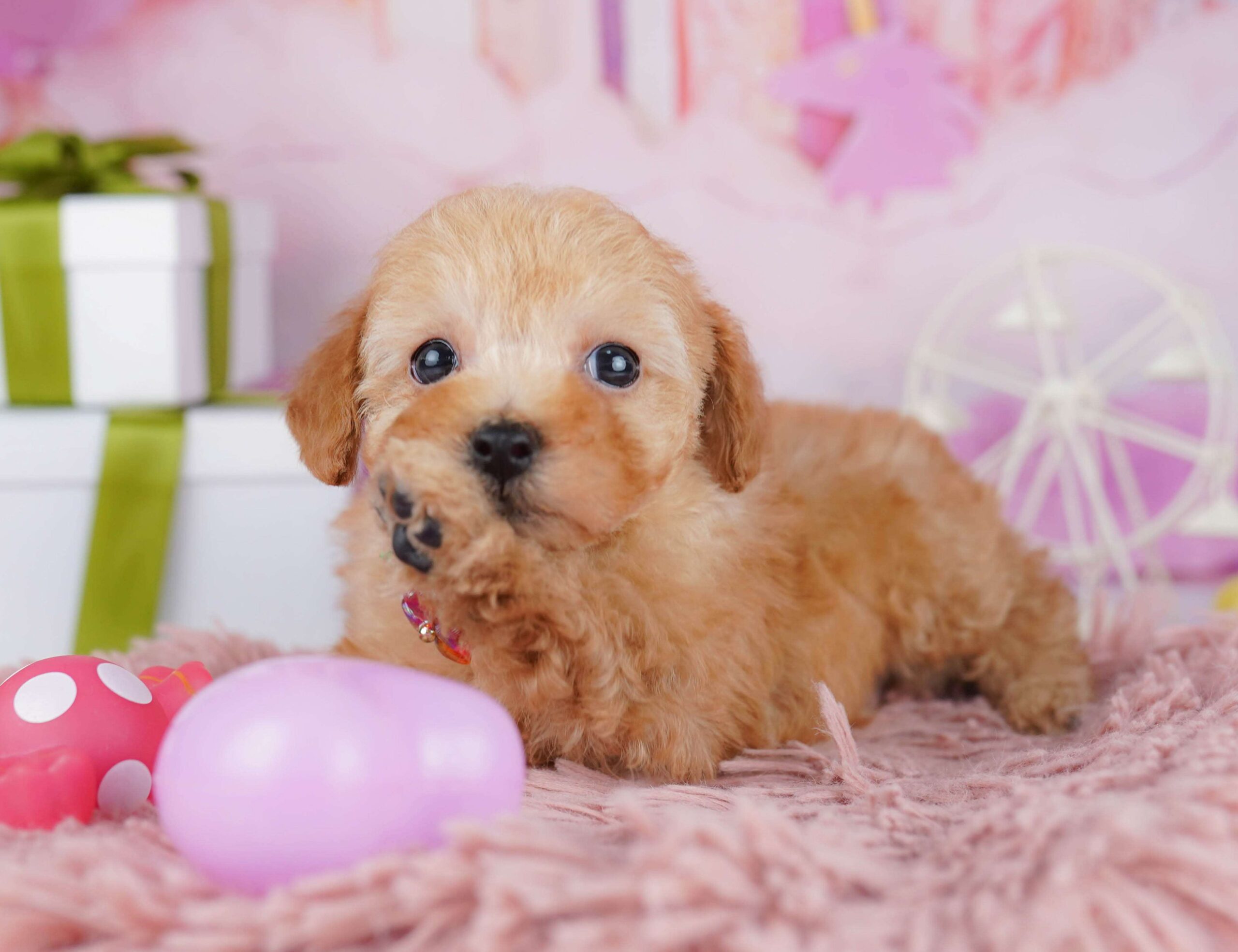 トイ・プードル | 男の子 | レッド | 2026年1月23日