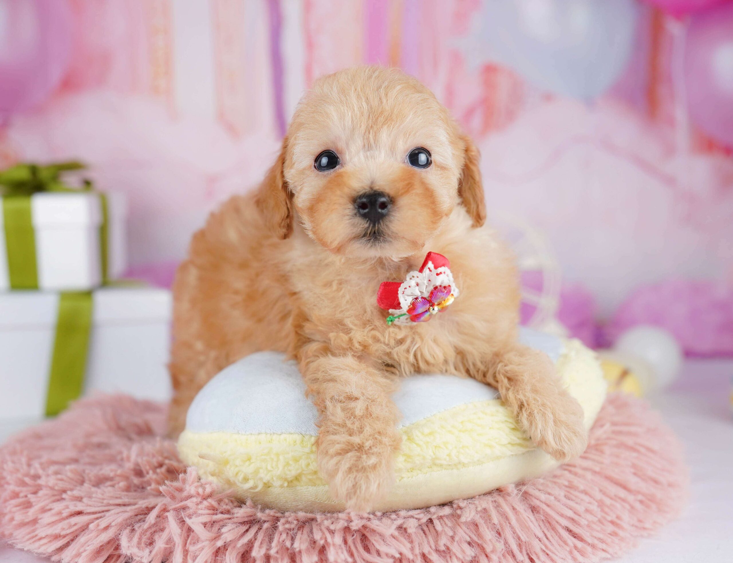 トイ・プードル | 男の子 | レッド | 2026年1月23日