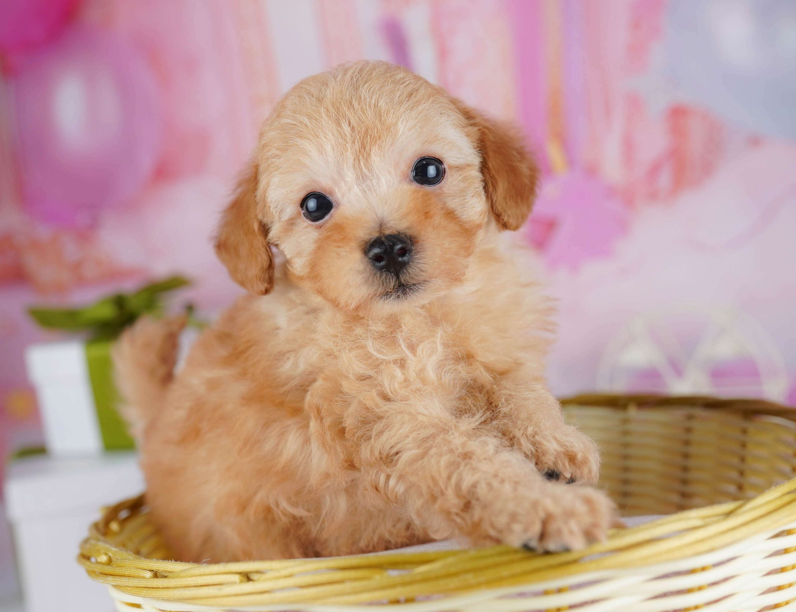 トイ・プードル | 男の子 | レッド | 2026年1月23日