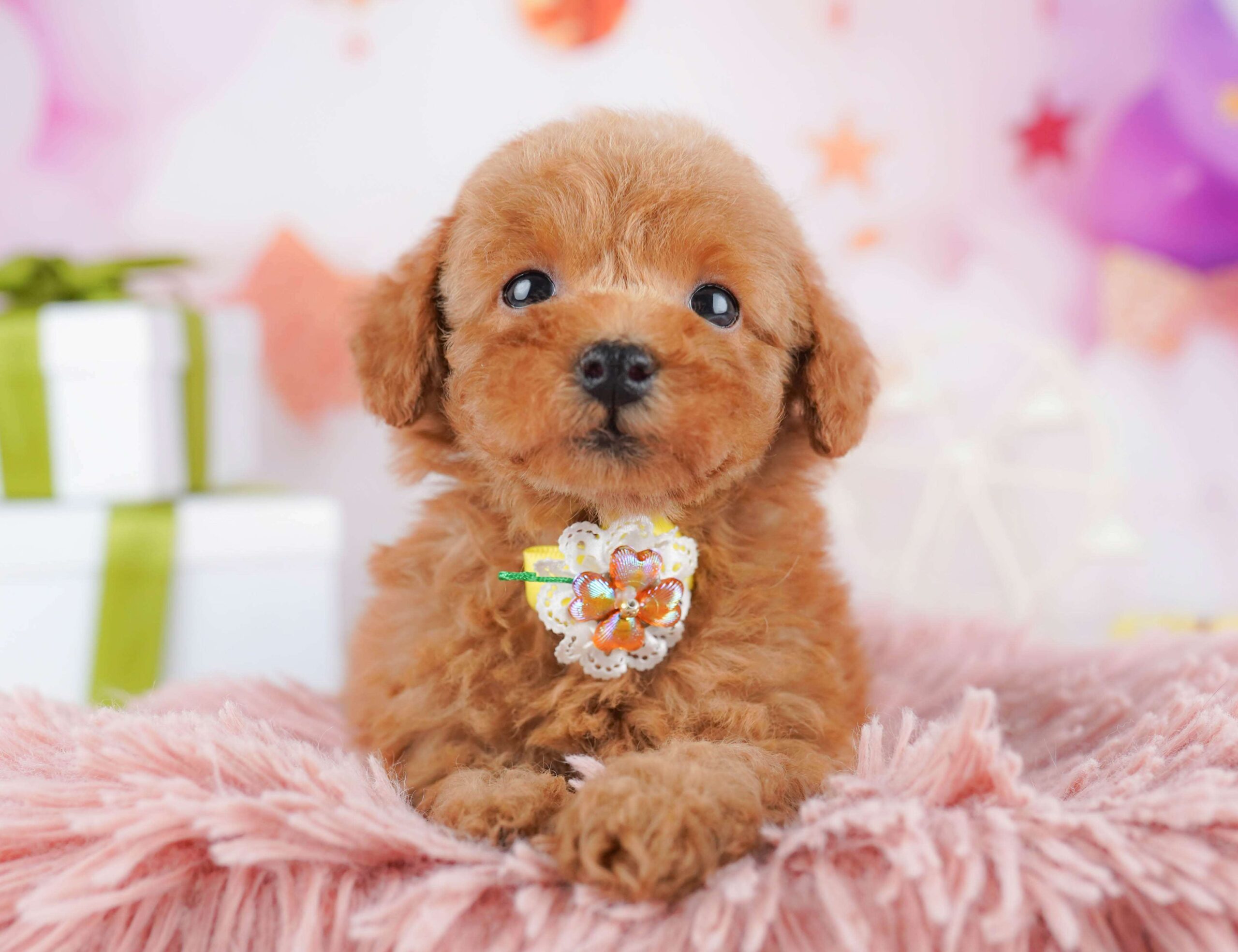 トイ・プードル | 女の子 | レッド | 2026年1月23日