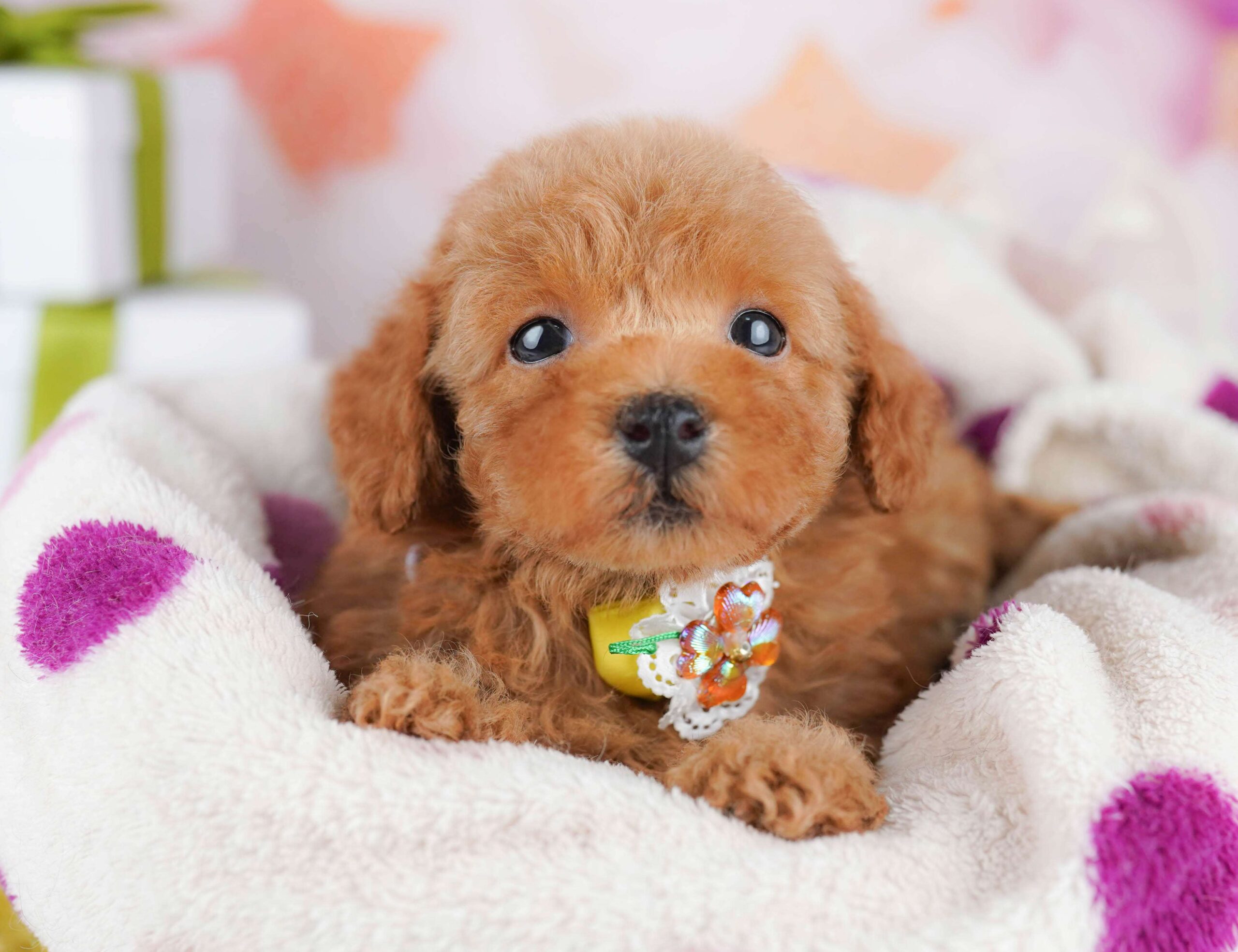 トイ・プードル | 女の子 | レッド | 2026年1月23日