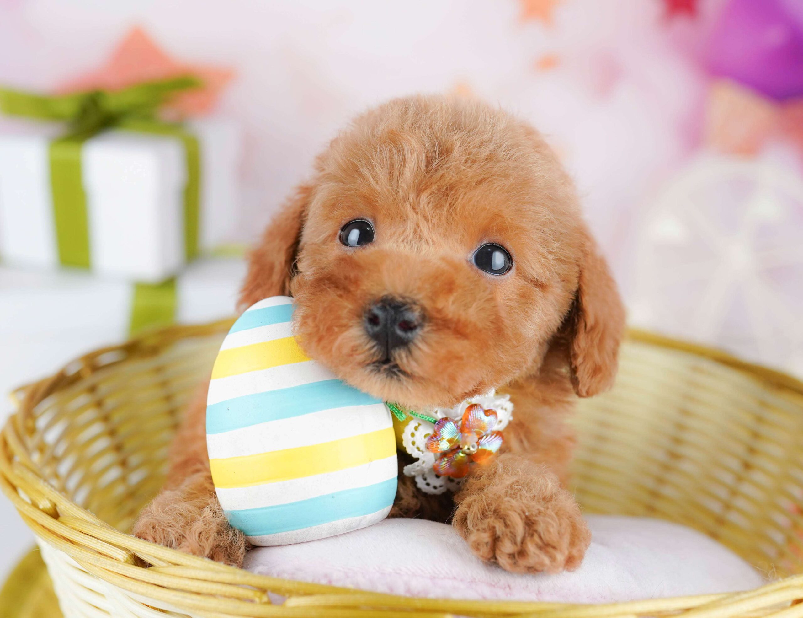 トイ・プードル | 女の子 | レッド | 2026年1月23日