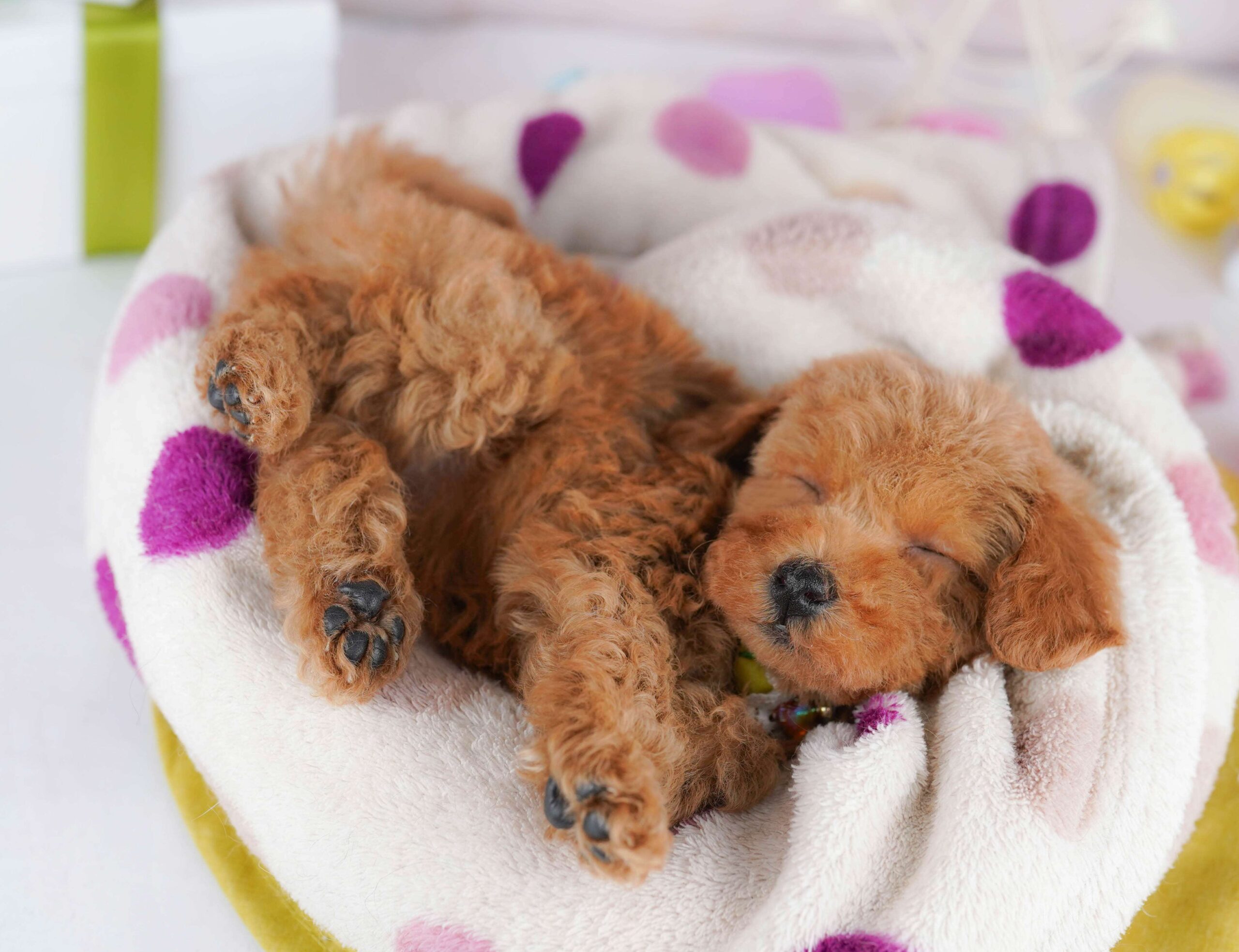 トイ・プードル | 女の子 | レッド | 2026年1月23日