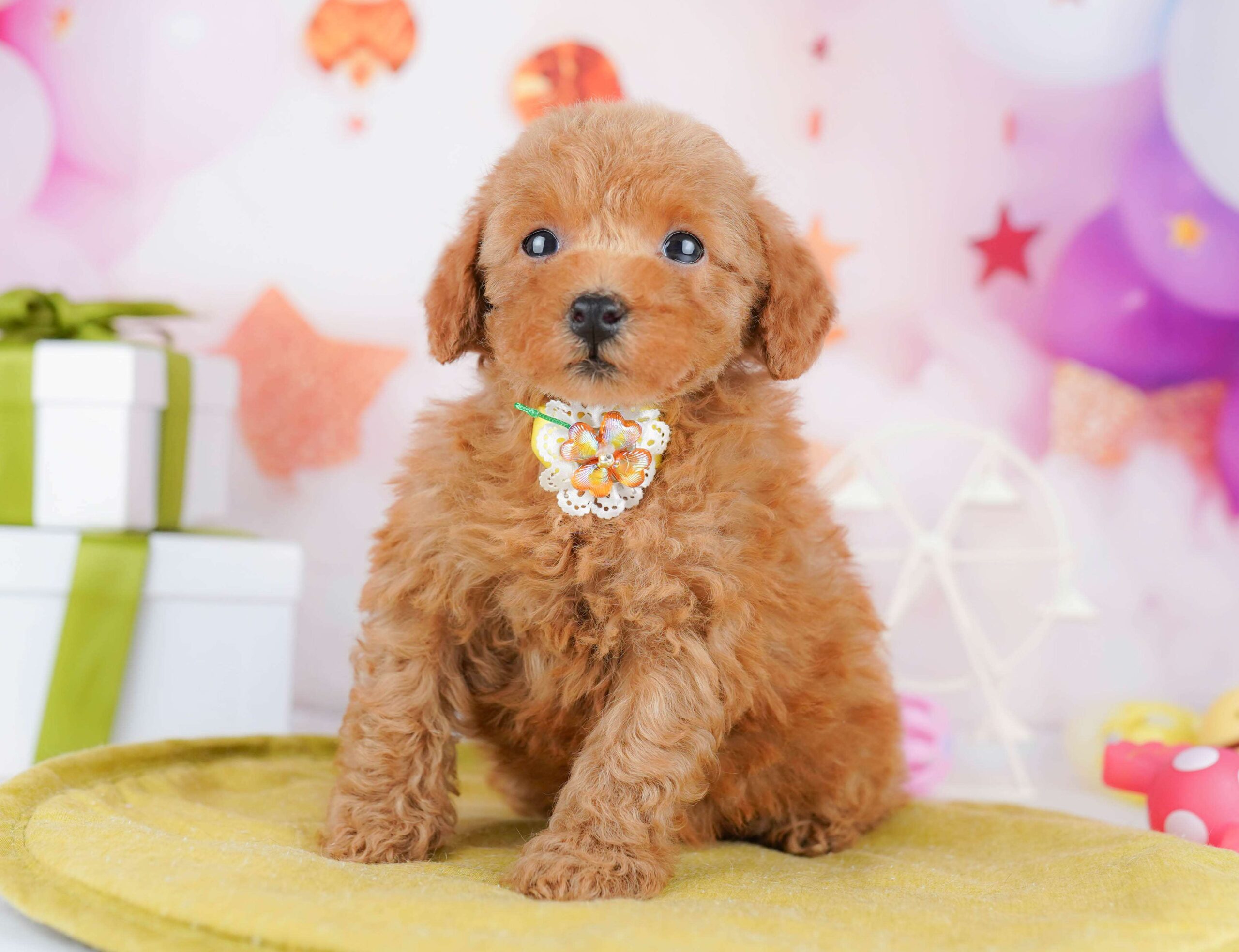 トイ・プードル | 女の子 | レッド | 2026年1月23日