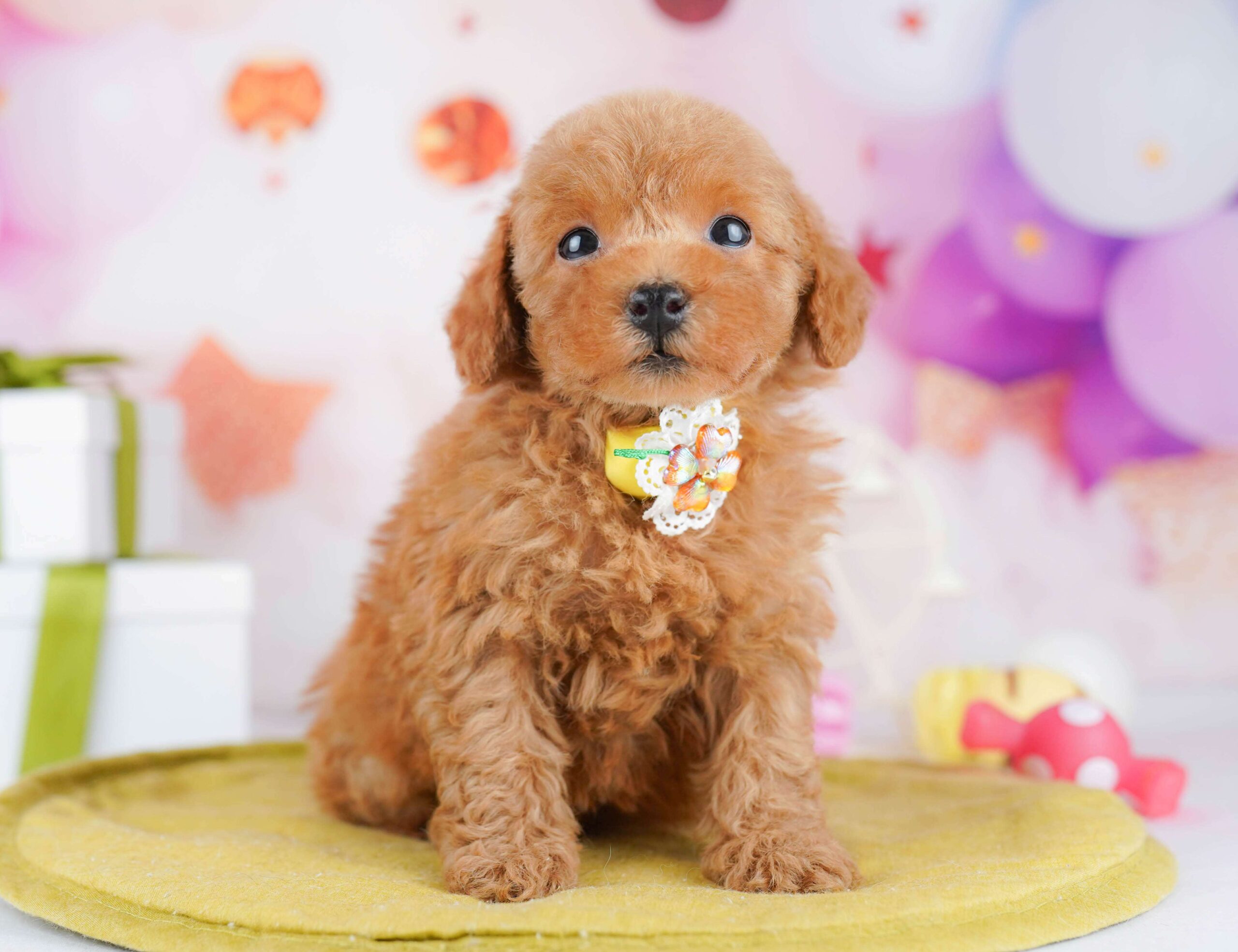 トイ・プードル | 女の子 | レッド | 2026年1月23日