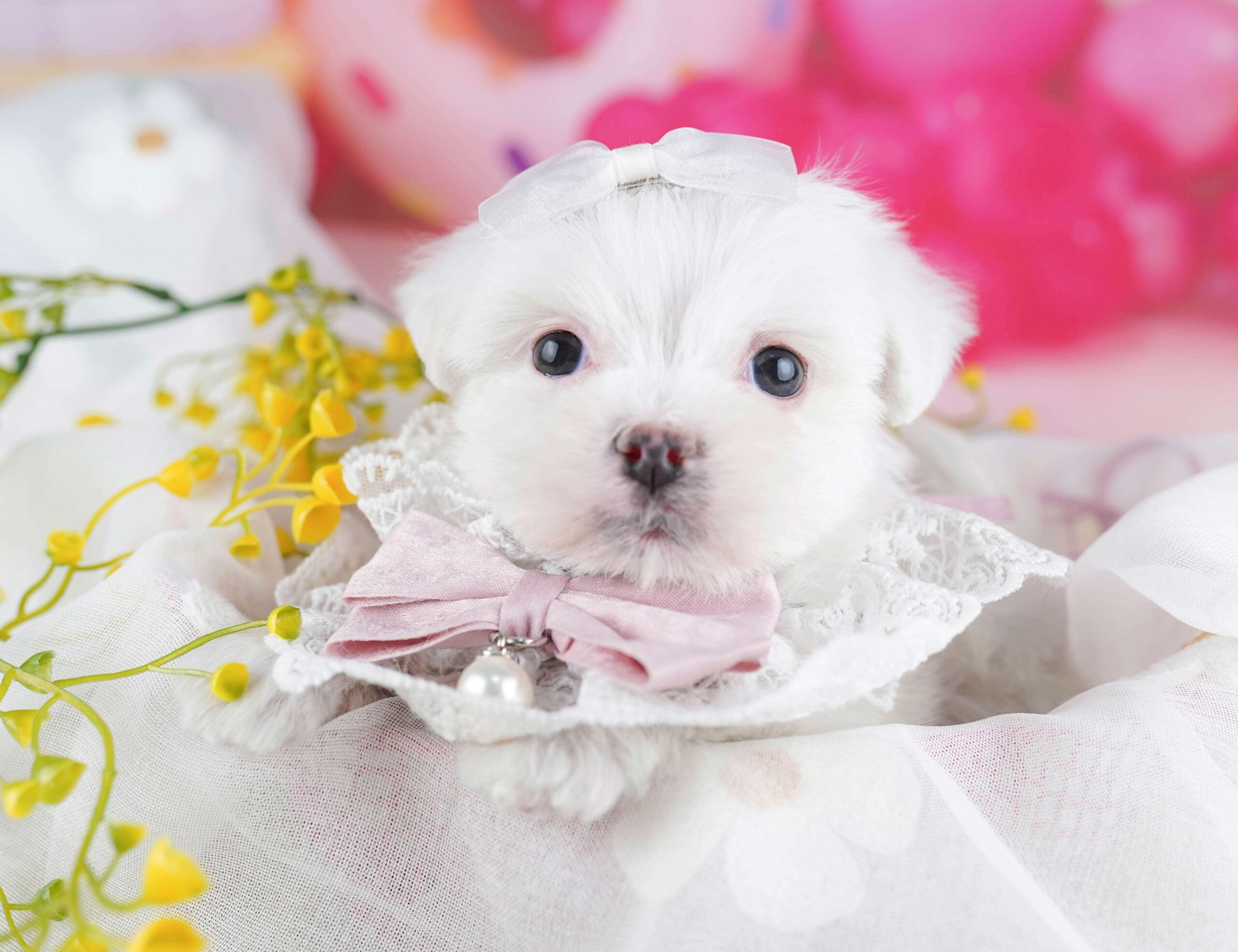 マルチーズ | 男の子 | ホワイト | 2026年1月26日