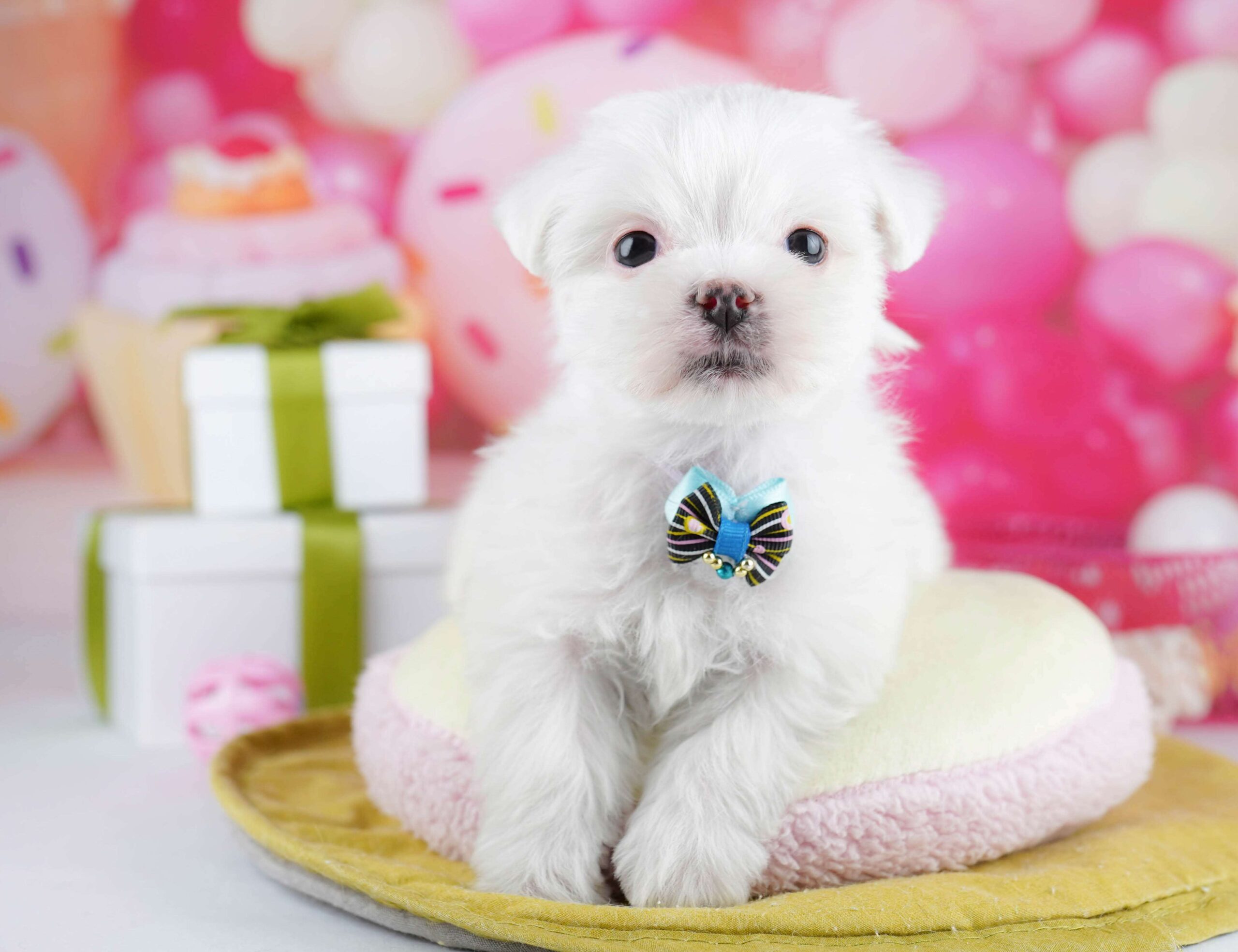 マルチーズ | 男の子 | ホワイト | 2026年1月26日