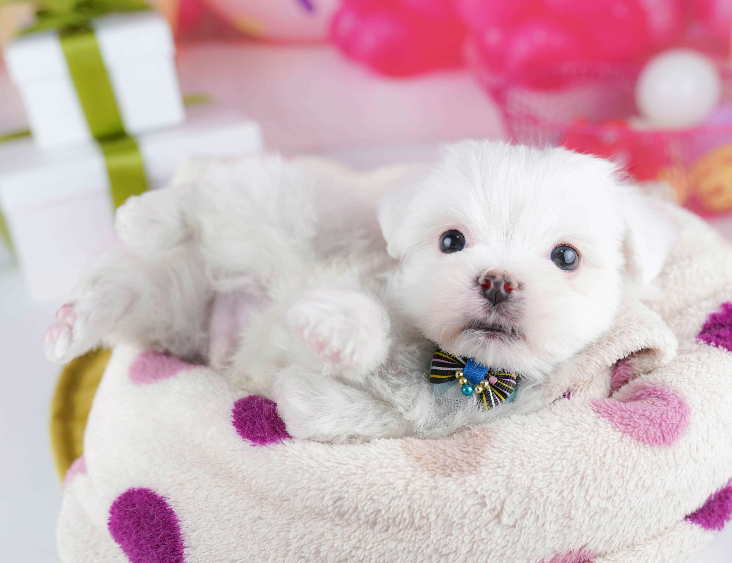 マルチーズ | 男の子 | ホワイト | 2026年1月26日