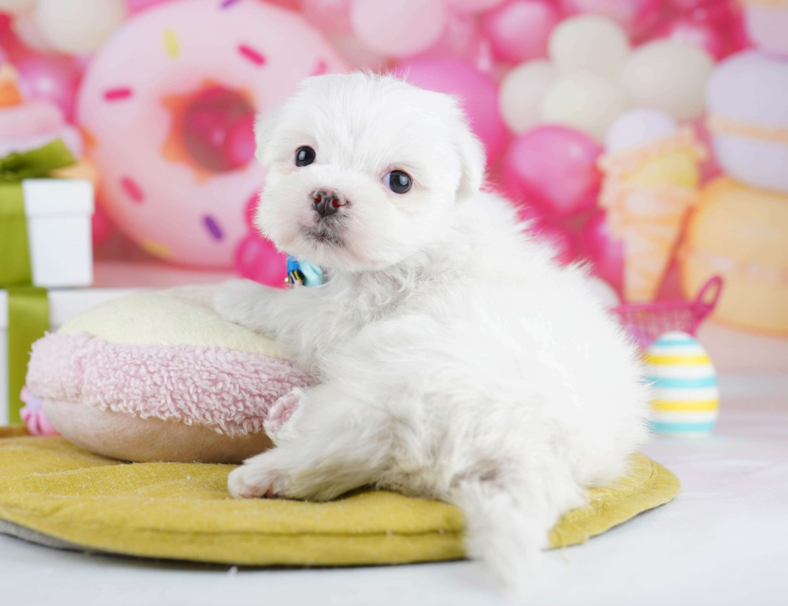 マルチーズ | 男の子 | ホワイト | 2026年1月26日