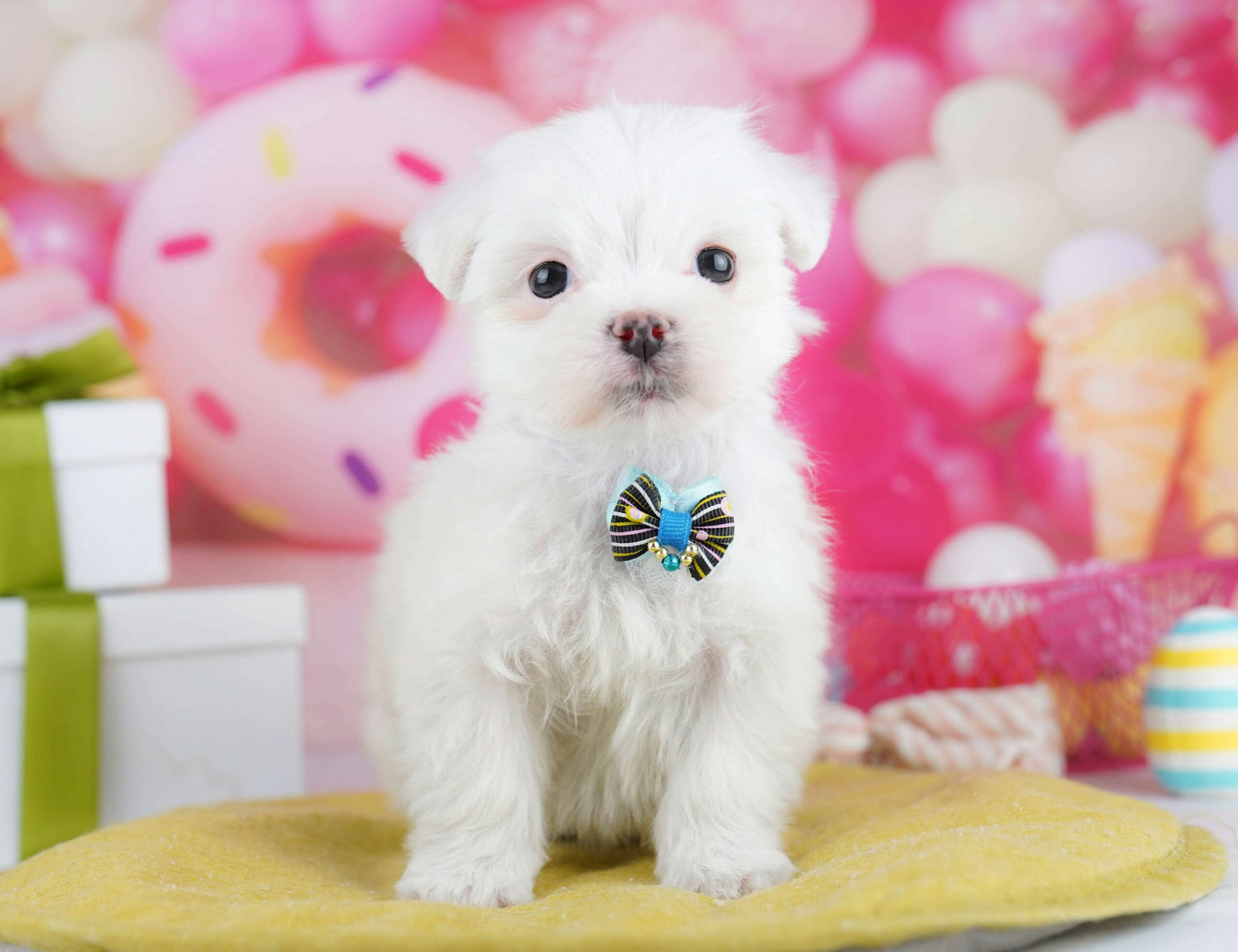 マルチーズ | 男の子 | ホワイト | 2026年1月26日