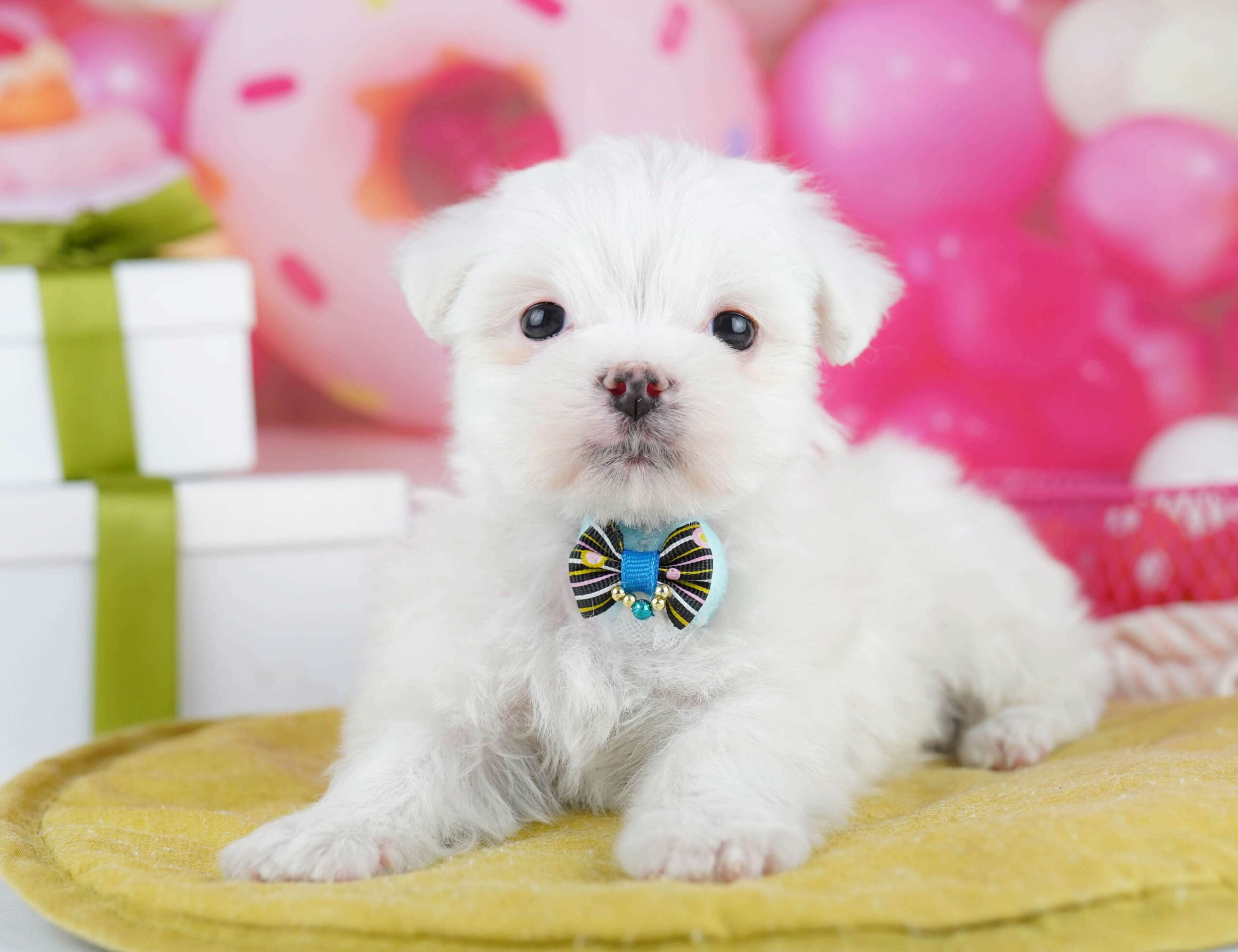 マルチーズ | 男の子 | ホワイト | 2026年1月26日