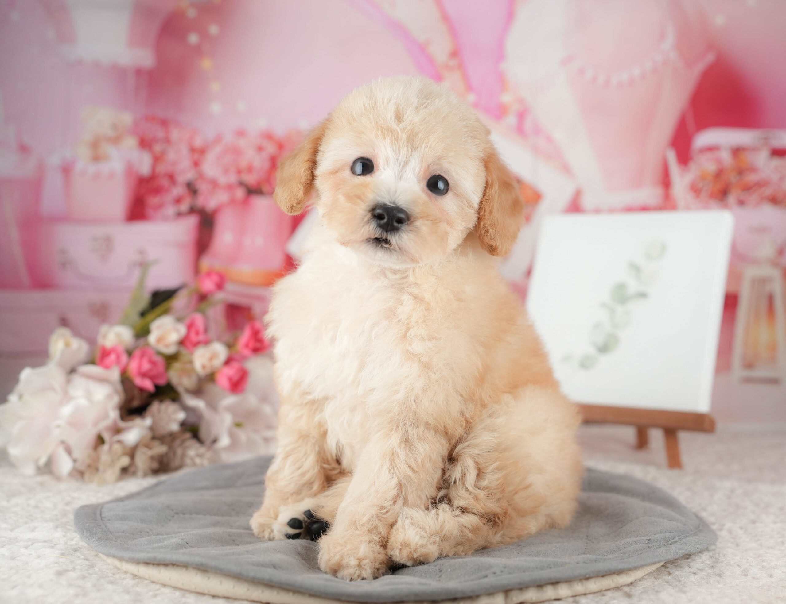 トイ・プードル | 男の子 | アプリコット | 2025年9月10日