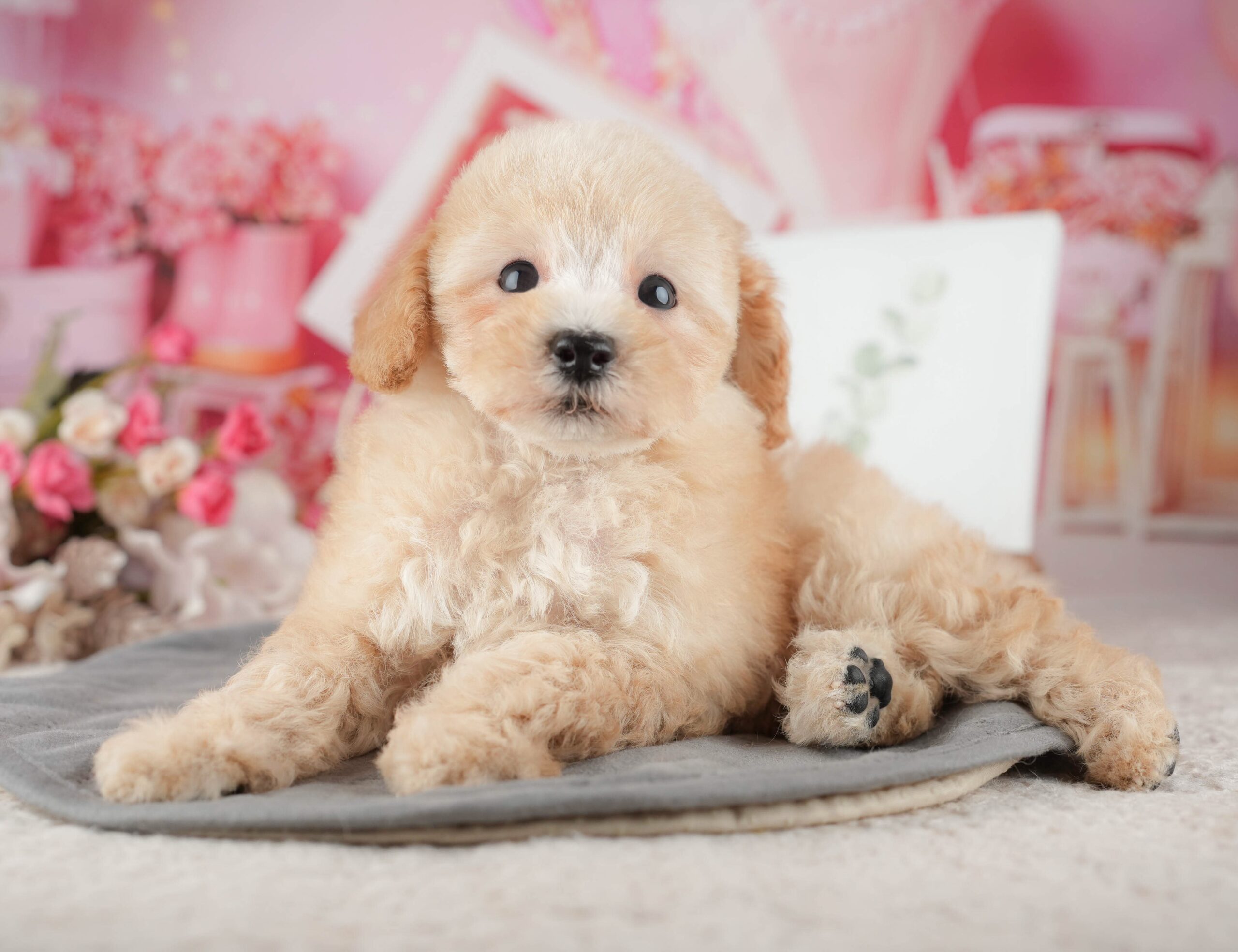 トイ・プードル | 男の子 | アプリコット | 2025年9月10日