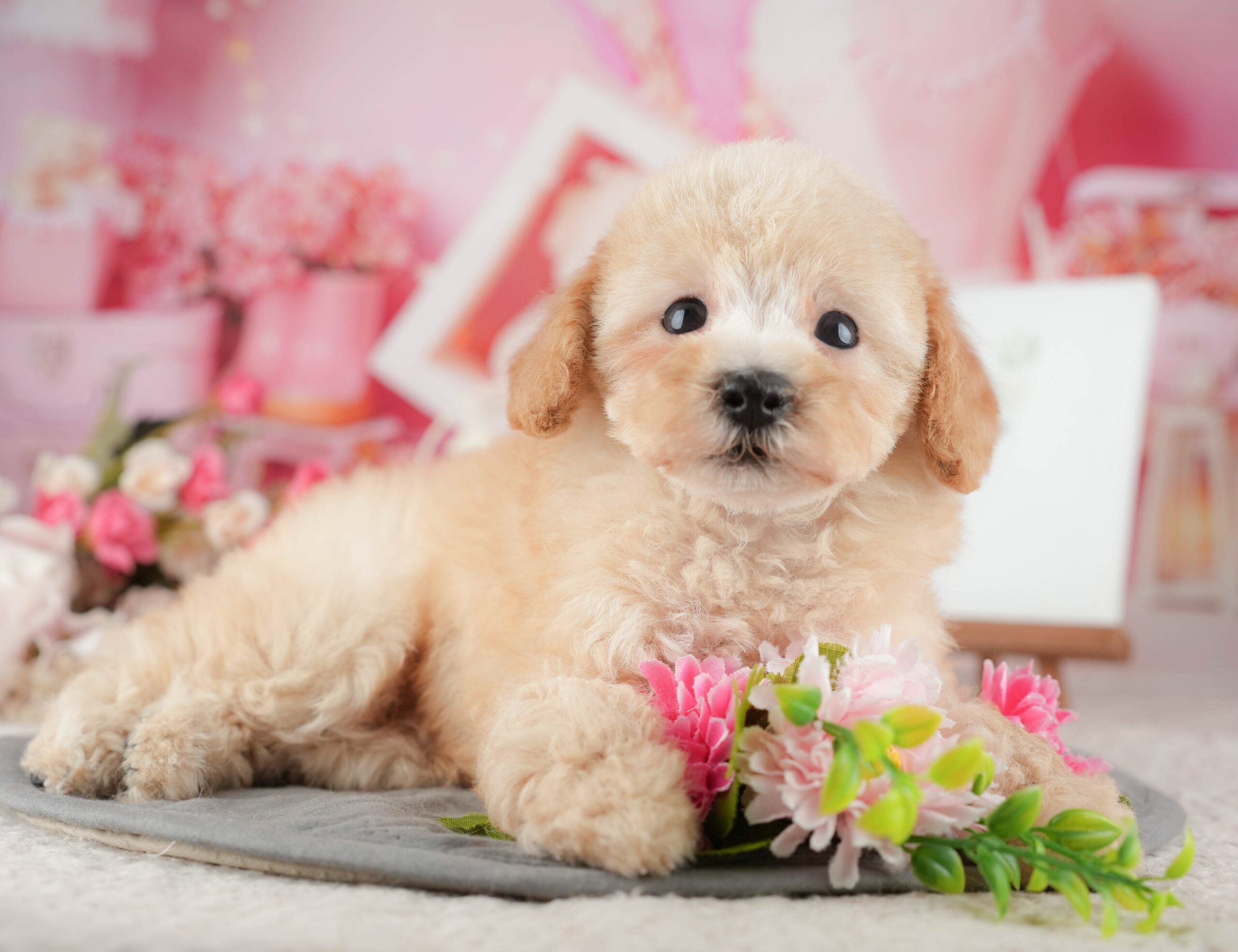 トイ・プードル | 男の子 | アプリコット | 2025年9月10日