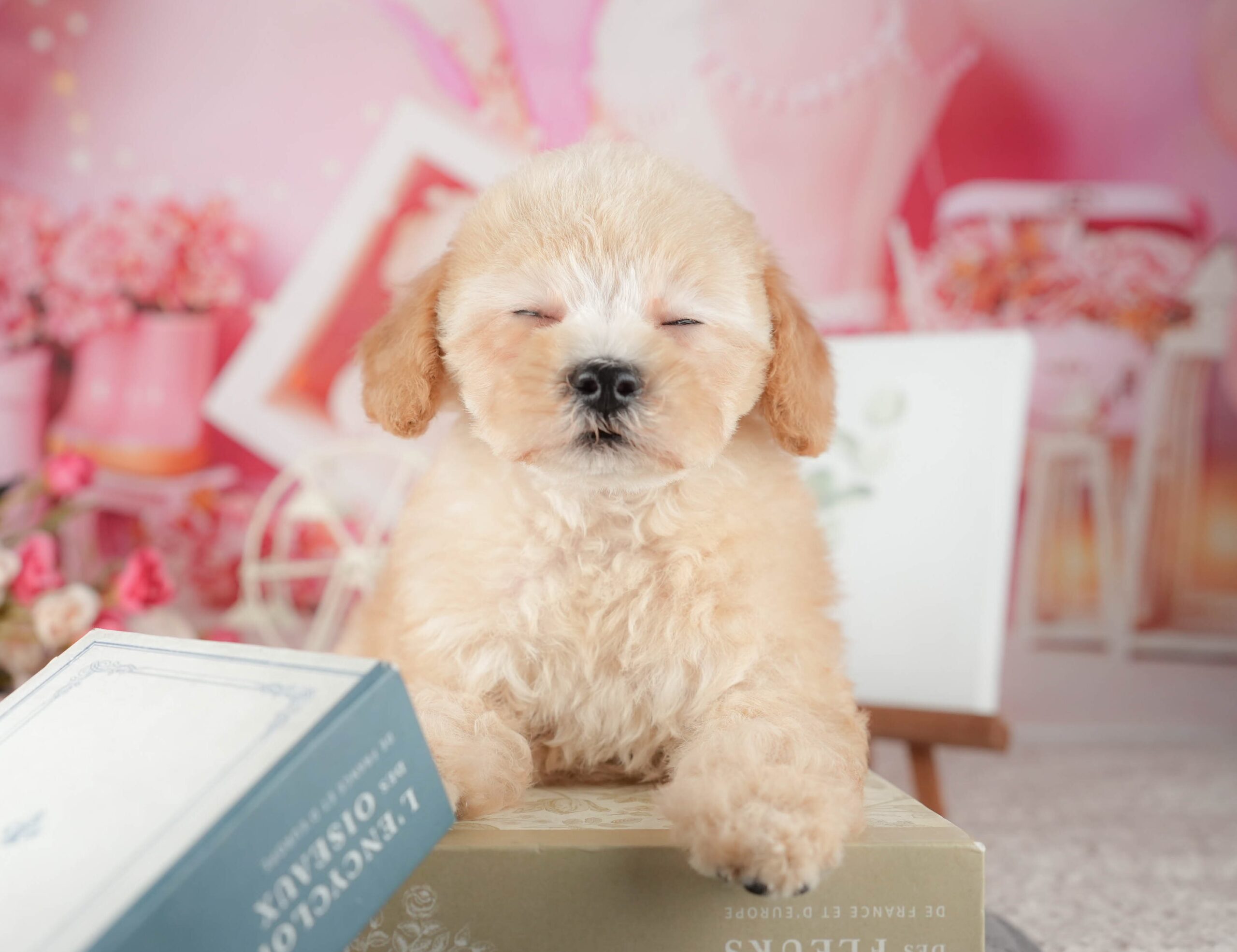 トイ・プードル | 男の子 | アプリコット | 2025年9月10日