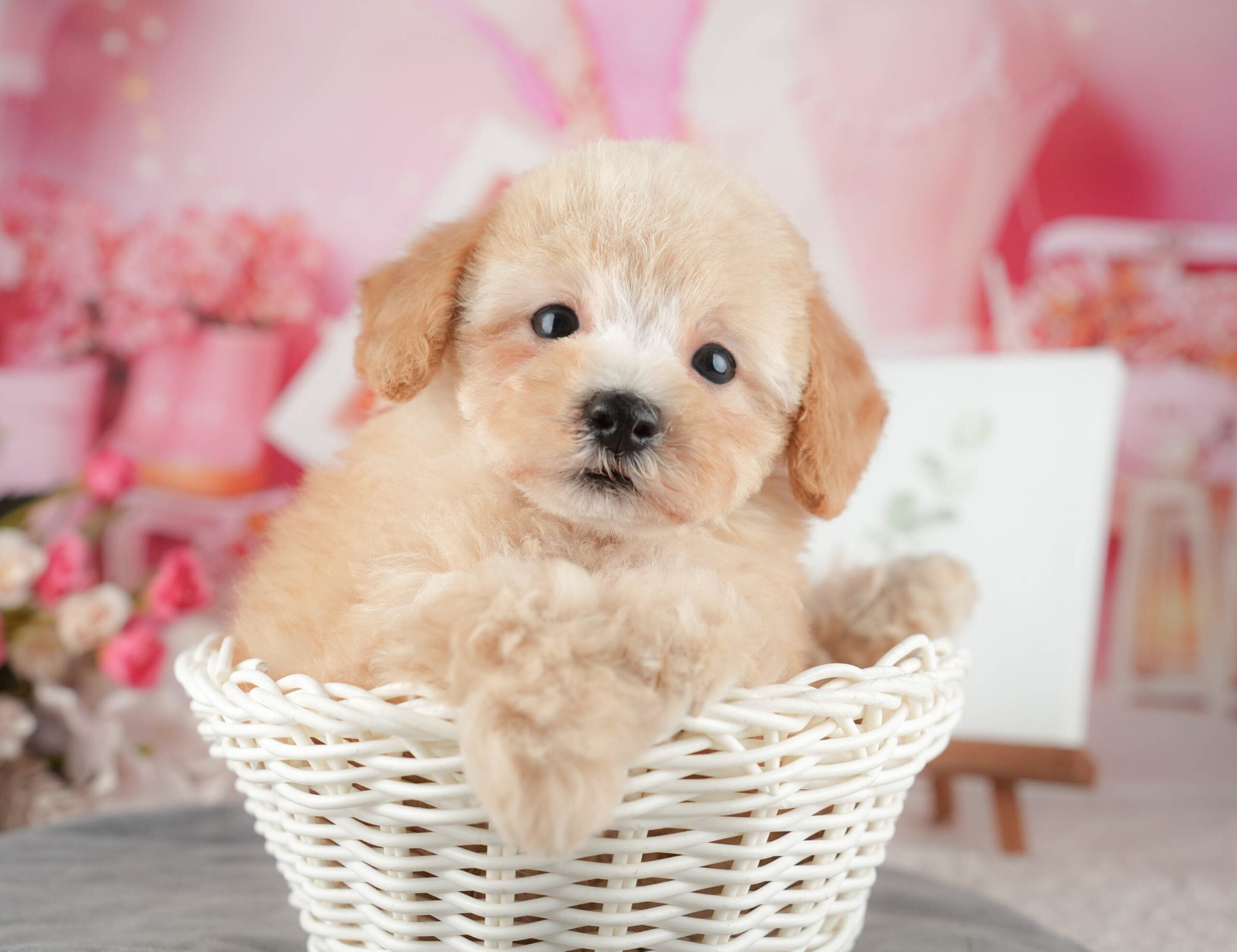 トイ・プードル | 男の子 | アプリコット | 2025年9月10日