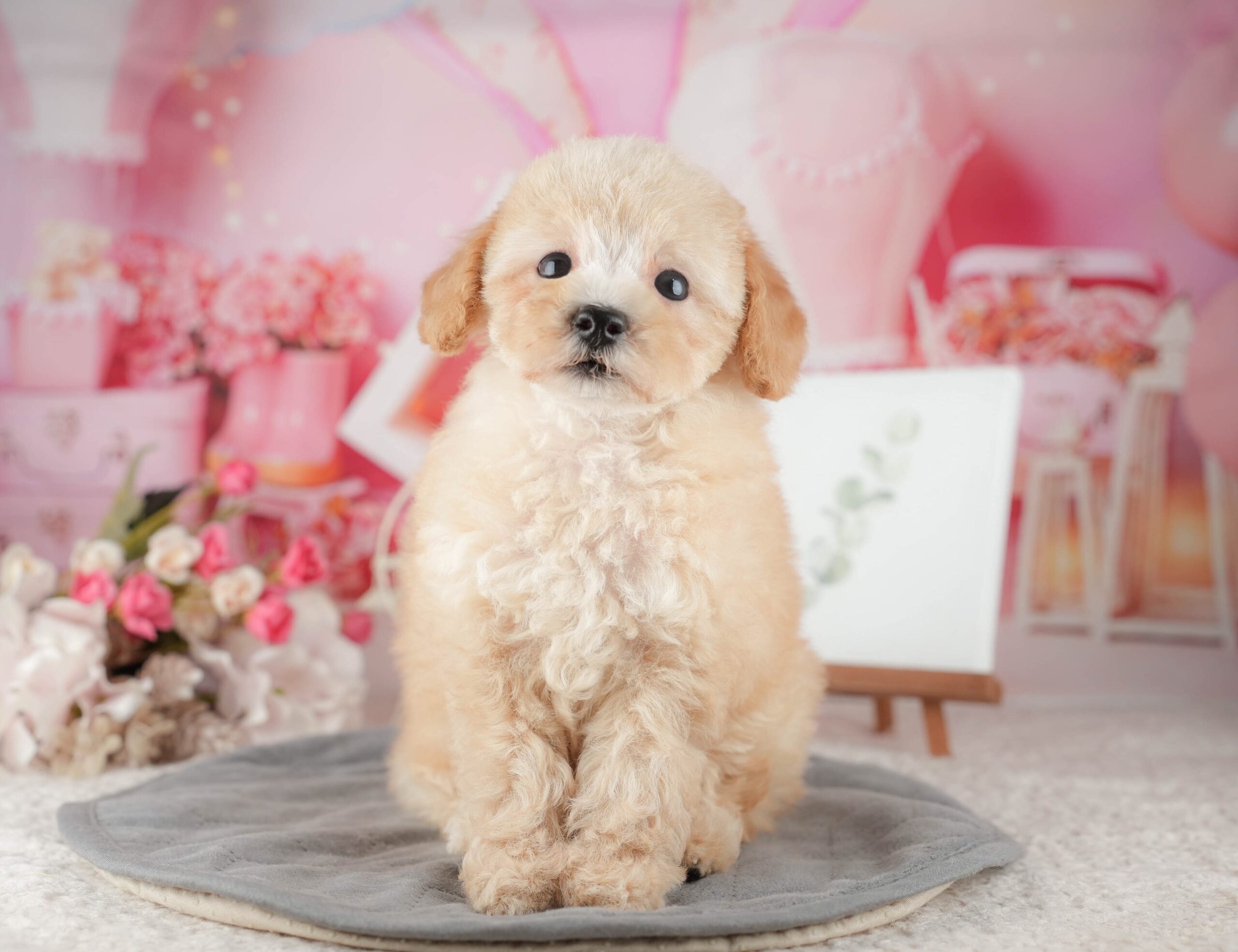 トイ・プードル | 男の子 | アプリコット | 2025年9月10日