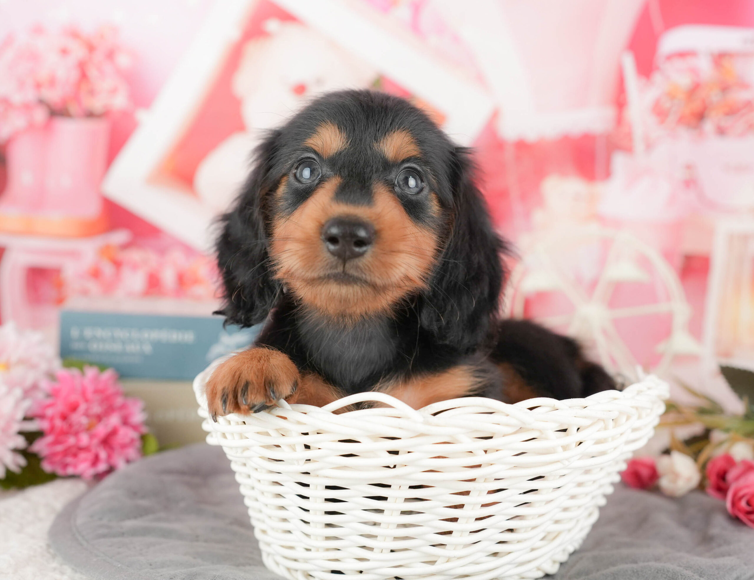 ミニチュア・ダックスフンド(ロング) | 男の子 | ブラックタン | 2025年9月11日