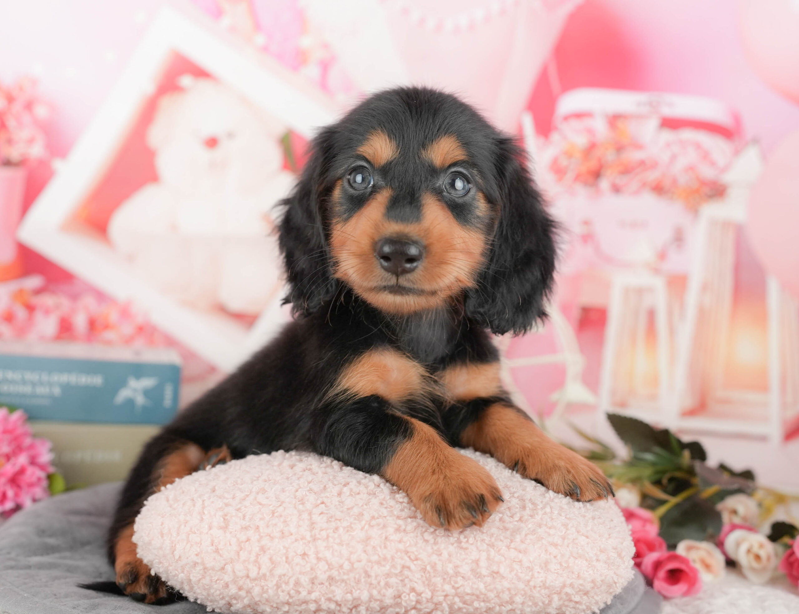 ミニチュア・ダックスフンド(ロング) | 男の子 | ブラックタン | 2025年9月11日