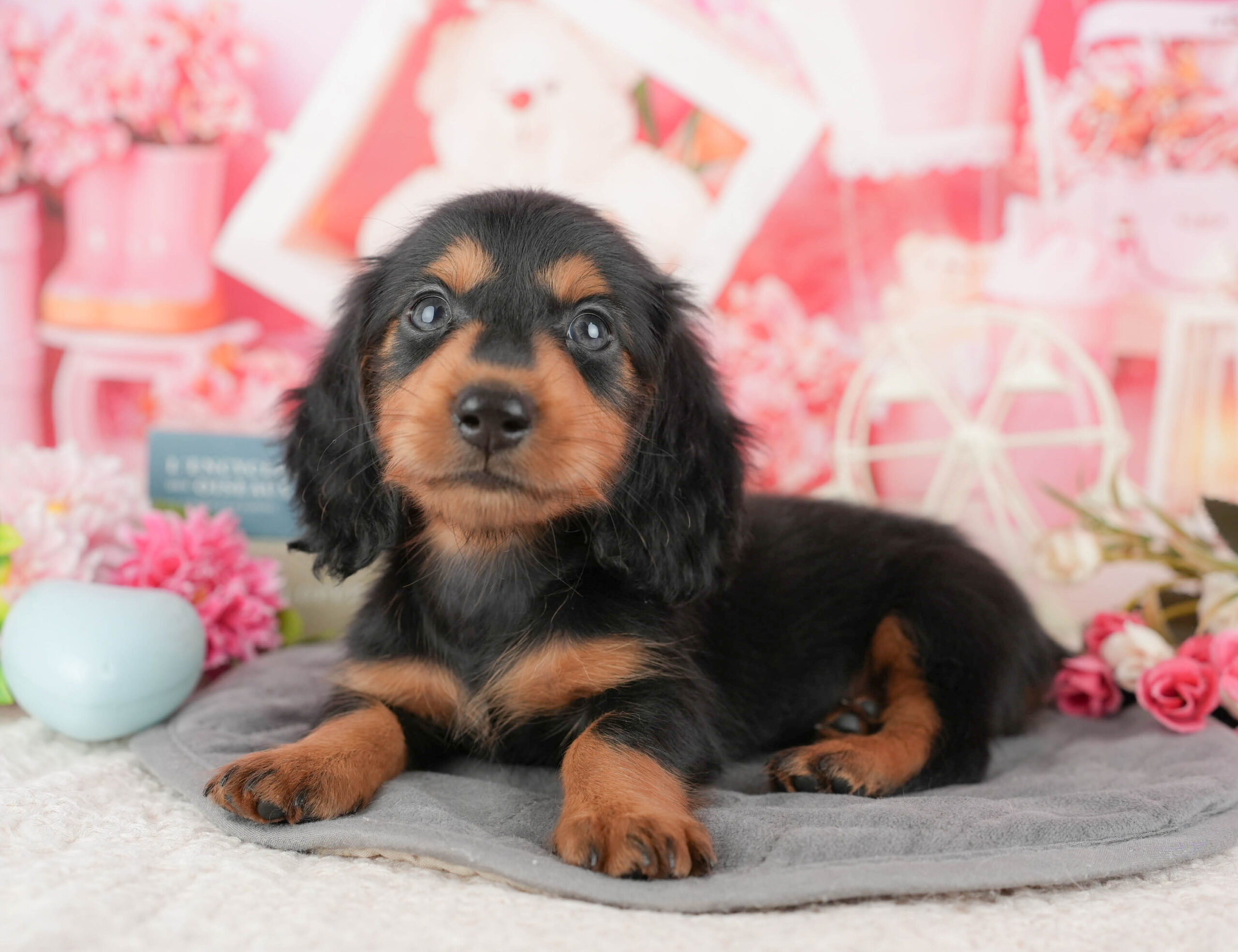 ミニチュア・ダックスフンド(ロング) | 男の子 | ブラックタン | 2025年9月11日