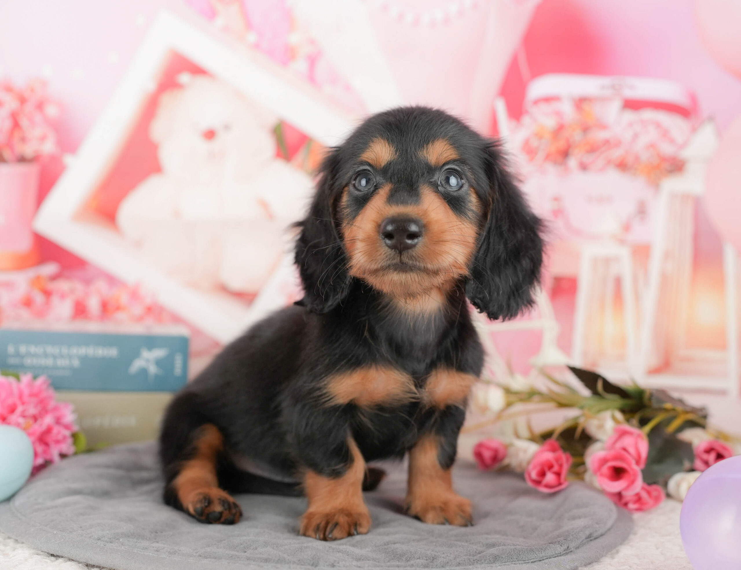 ミニチュア・ダックスフンド(ロング) | 男の子 | ブラックタン | 2025年9月11日