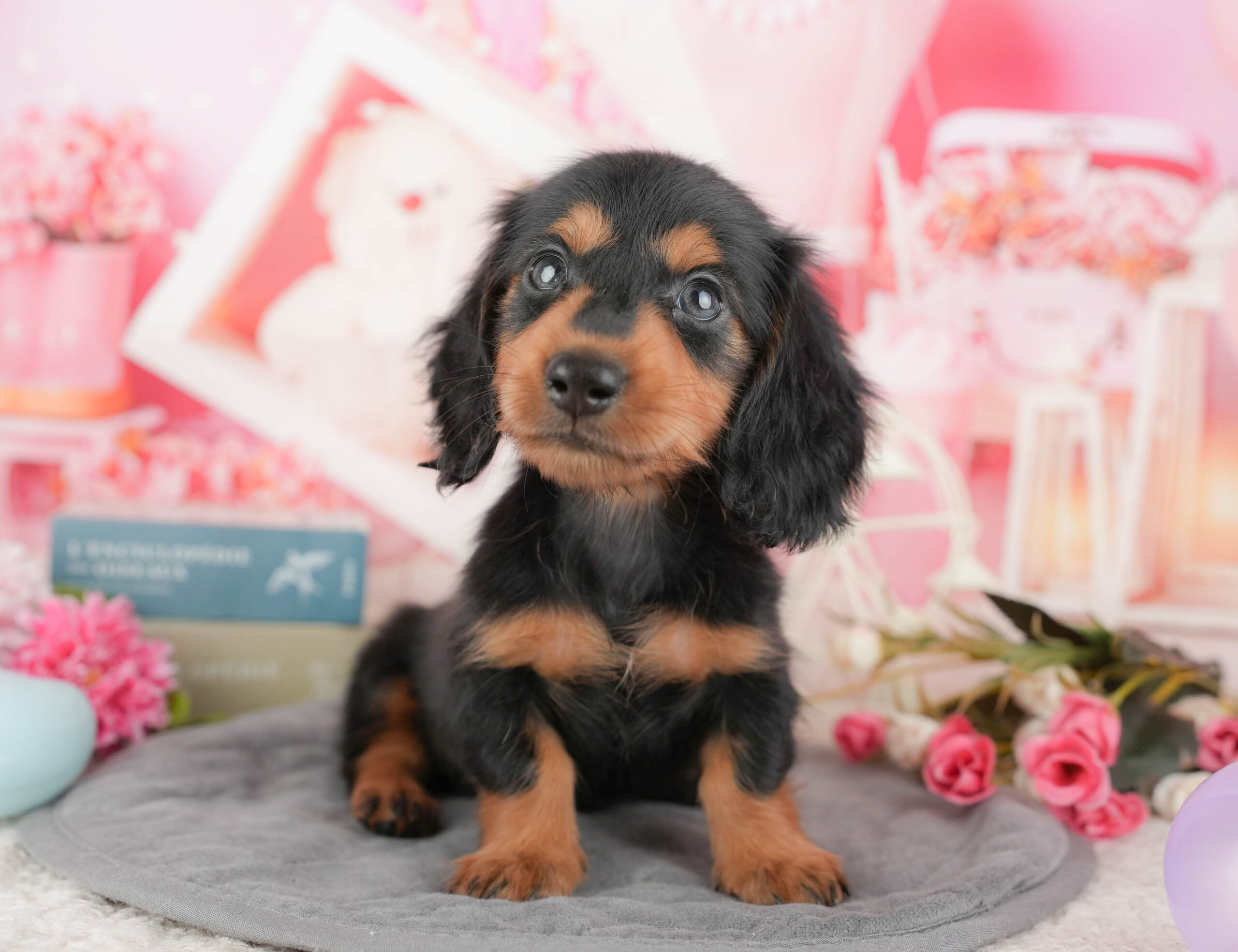 ミニチュア・ダックスフンド(ロング) | 男の子 | ブラックタン | 2025年9月11日